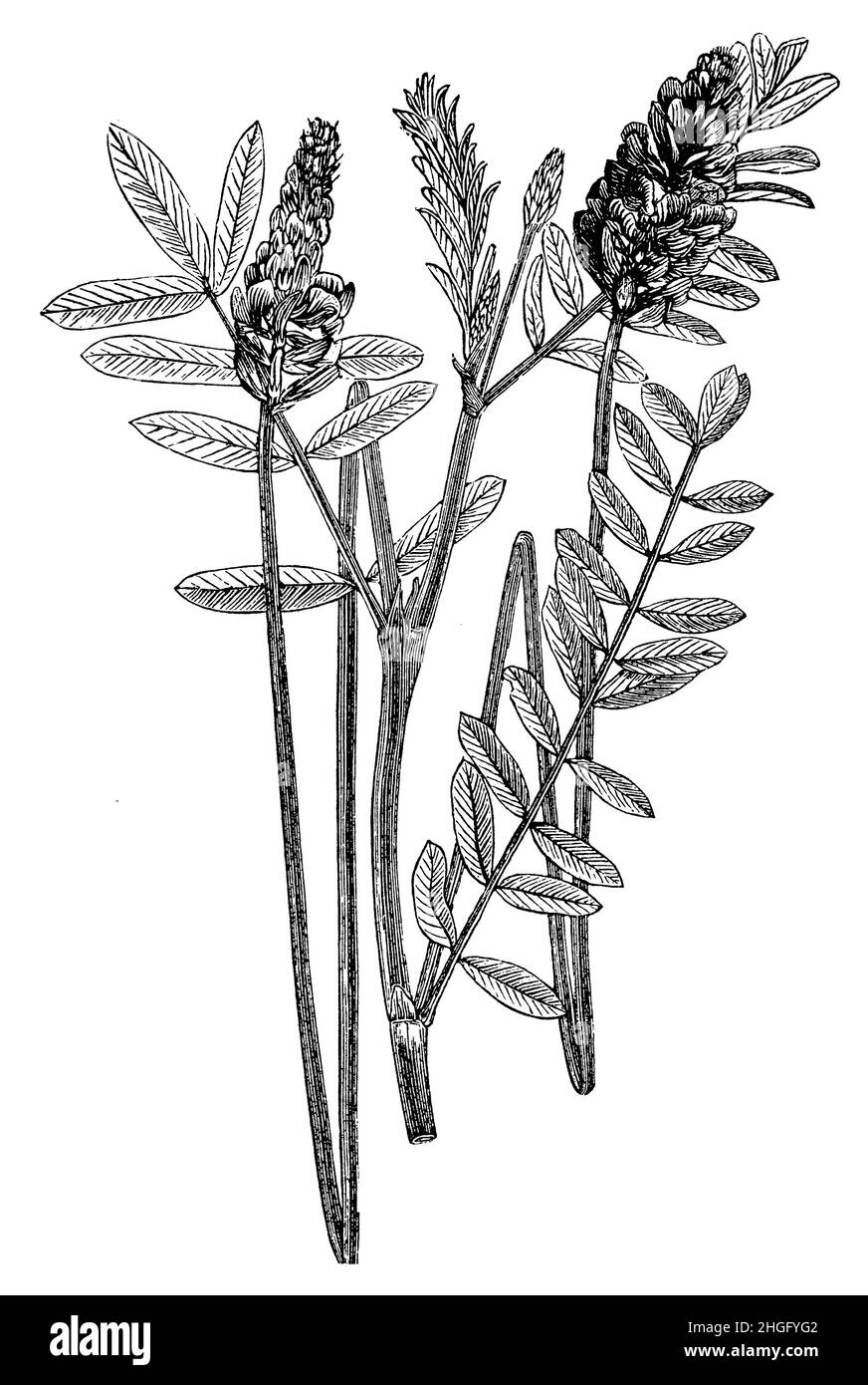 Saint-foin commun, Onobrychis viciifolia Syn Onobrychis sativa, (livre agricole, 1898), Esparsette, Futter- ,cultivé d'ainfoin Banque D'Images