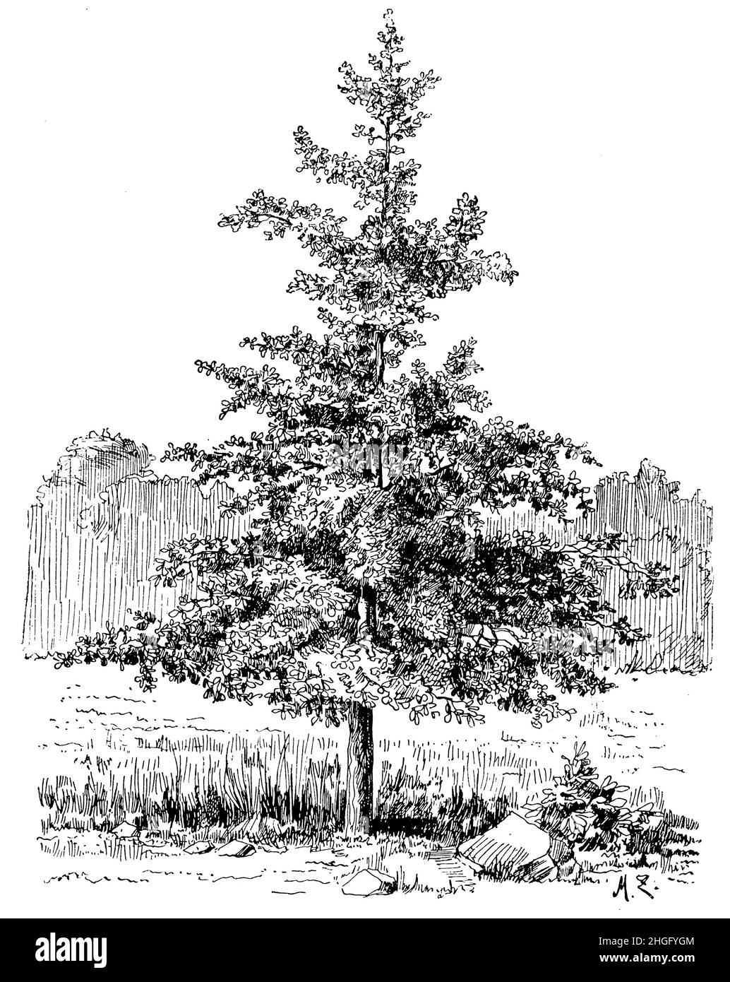 Gingko, Ginko, Ginkgo biloba, (ouvrage d'histoire de l'évolution, 1896),Ginkgo , l’Arbre aux quarts écus, l’Abracotier d’argent ou Ginkgo Banque D'Images