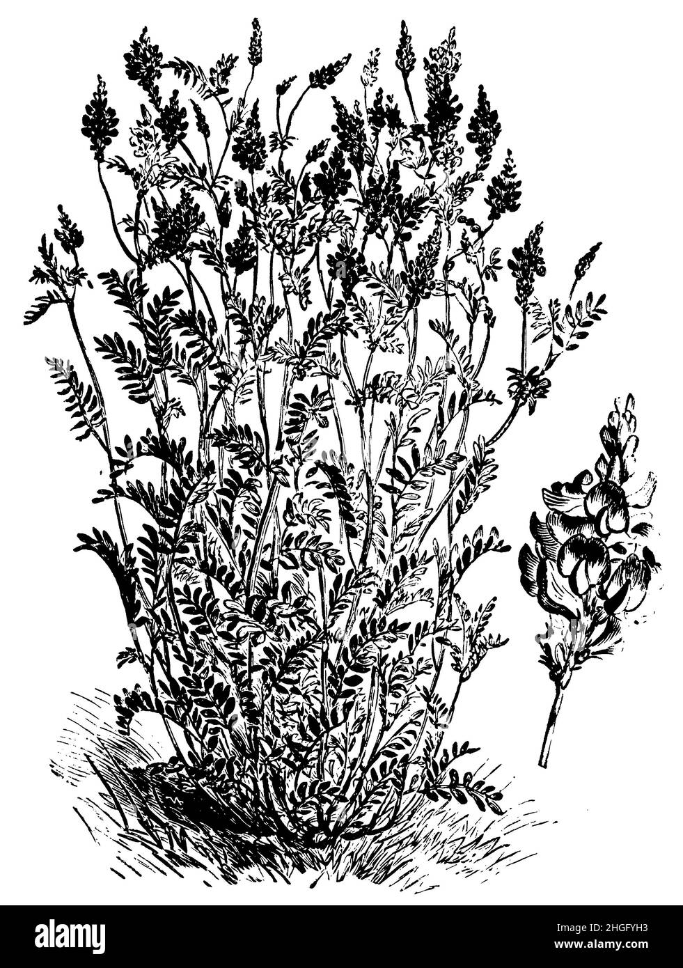 Sainfoin commun, Onobrychis viciifolia Syn Onobrychis sativa, (impression de patrons, 1911), , ainfoin cultivé Banque D'Images