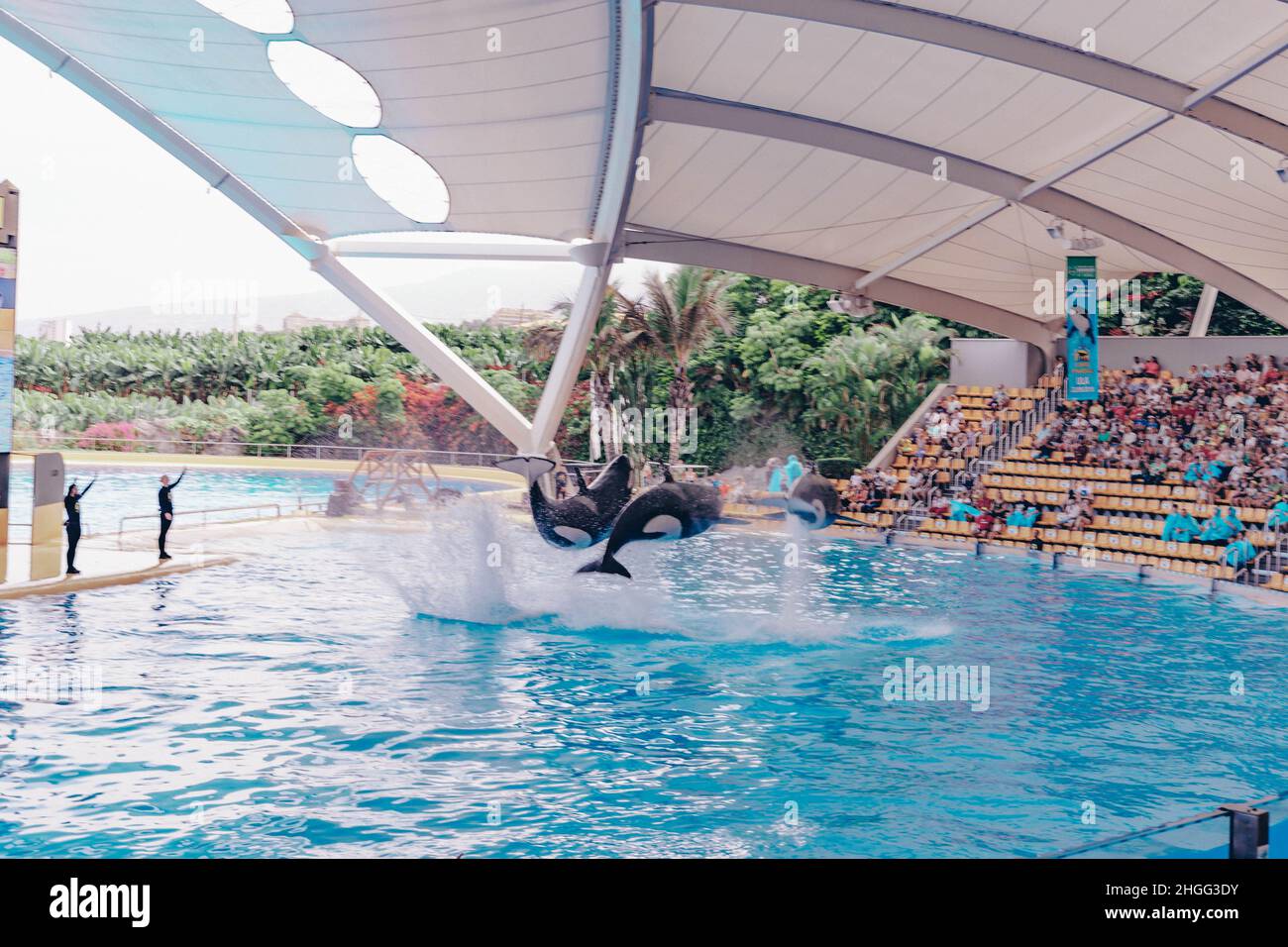 Trois épaulards sortent d'une piscine lors d'un spectacle au Loro Parque, Tenerife Banque D'Images