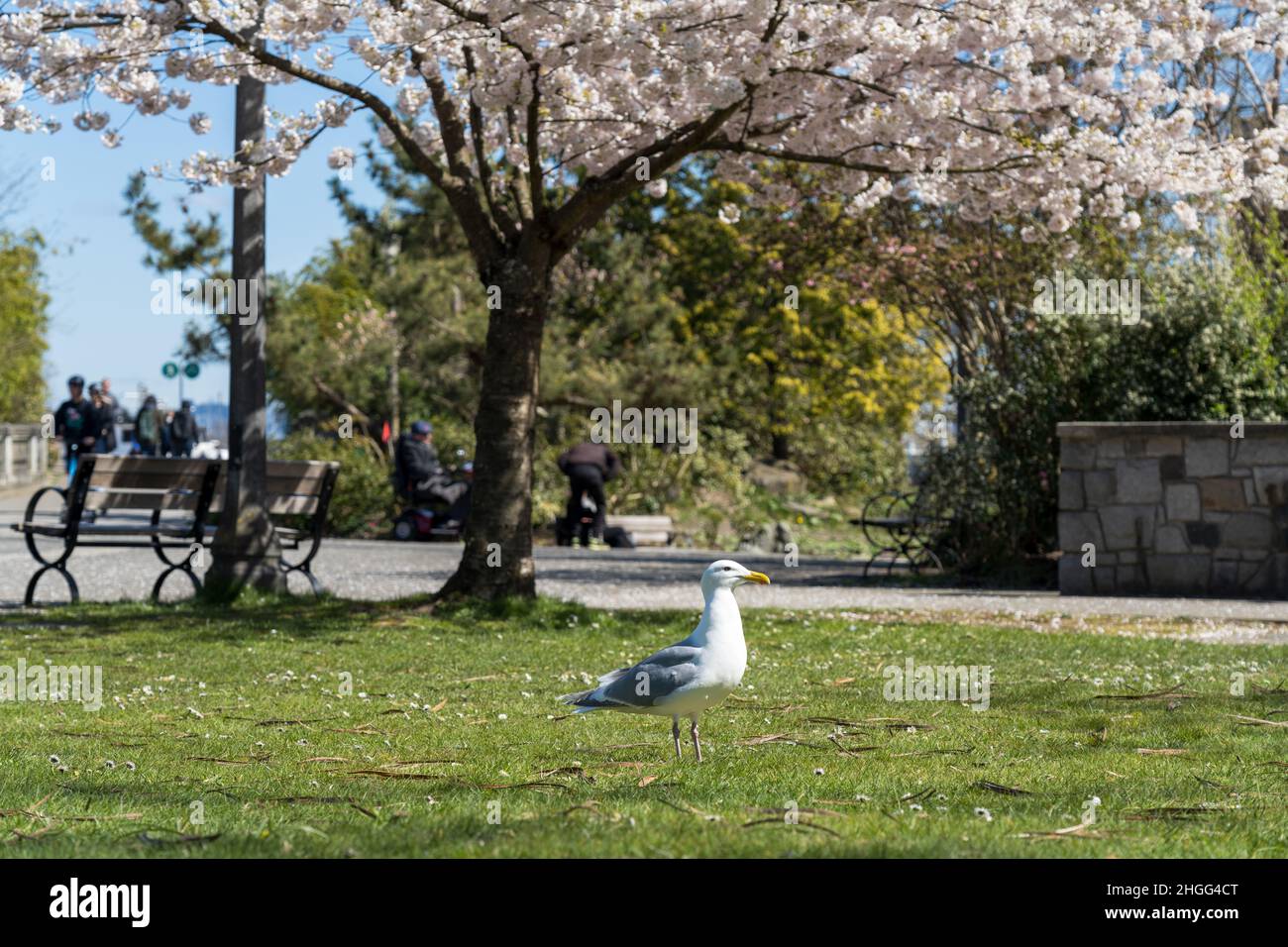 Gros plan sur un mouette se tenant dans le parc du port de Devonian au printemps.Fleurs de cerisier en pleine floraison. Banque D'Images