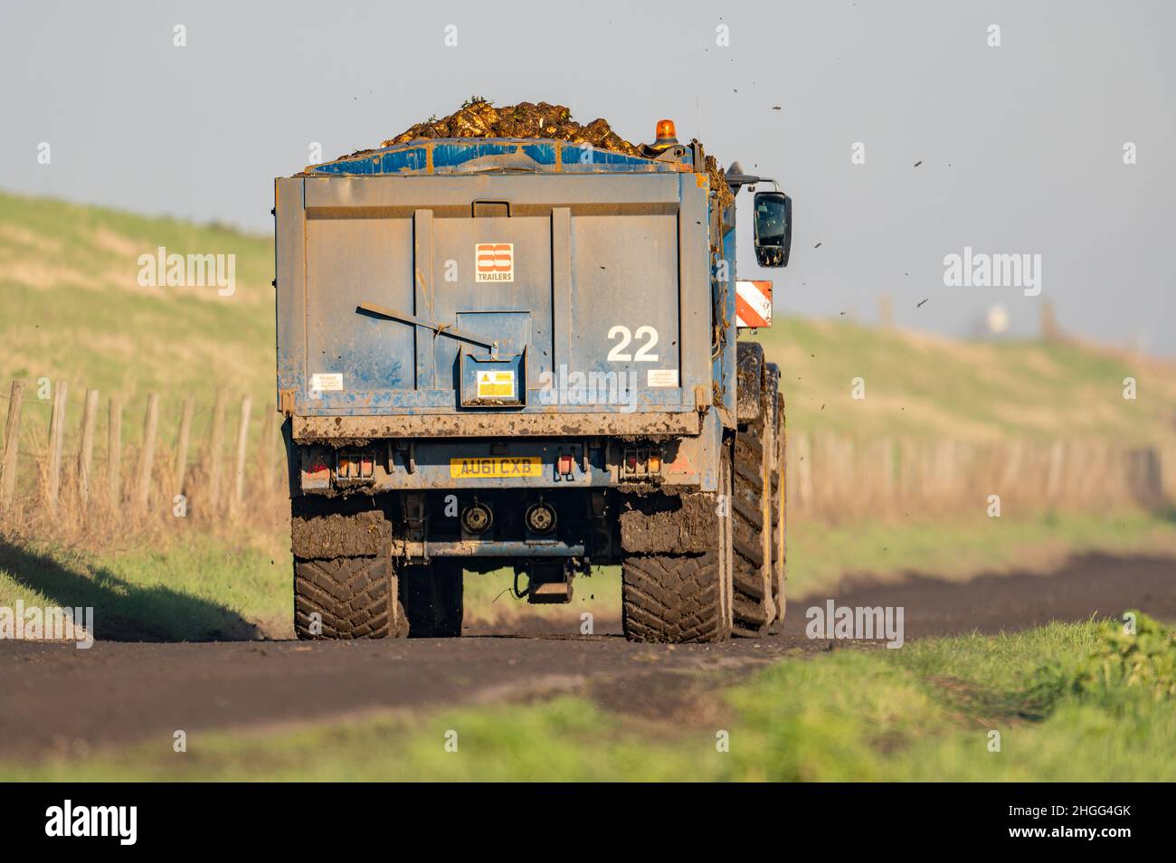 Grand tracteur et remorque extra-robustes transportant des cultures de betteraves à sucre du champ à la ferme sur une route fenland à Cambridgeshire. Banque D'Images
