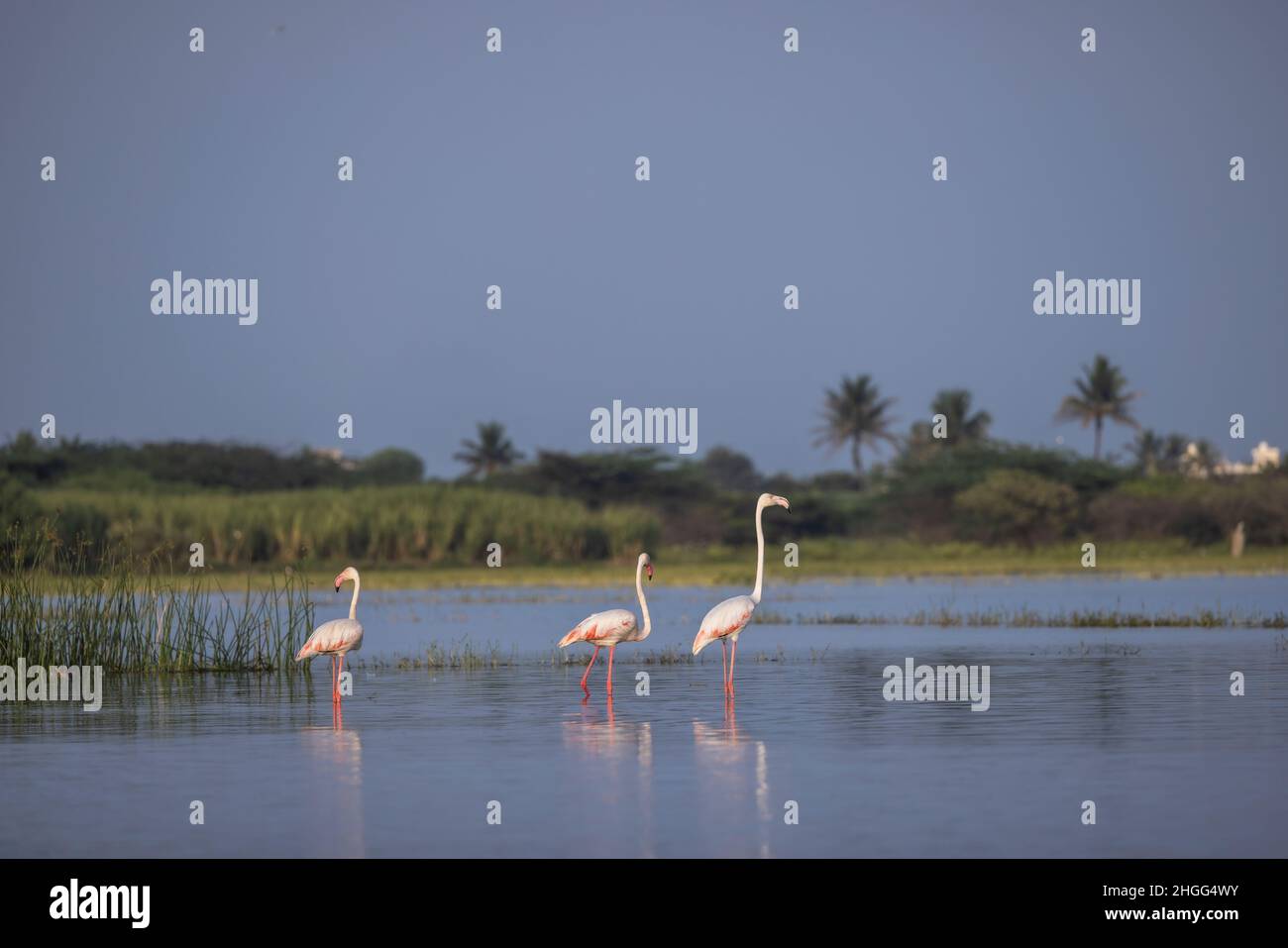 Grand Flamingo, Bhigwan, Maharashtra, Inde Banque D'Images