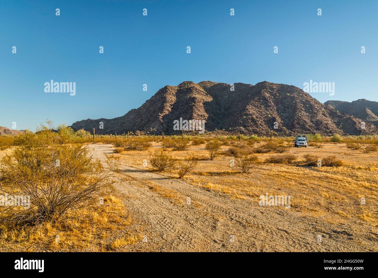 Campeur au terrain de camping de l'Ouest de Margies Cove, brousse de créosote, brousse du désert, mont Sheep, montagnes Maricopa,Monument national du désert de Sonoran, Arizona Banque D'Images