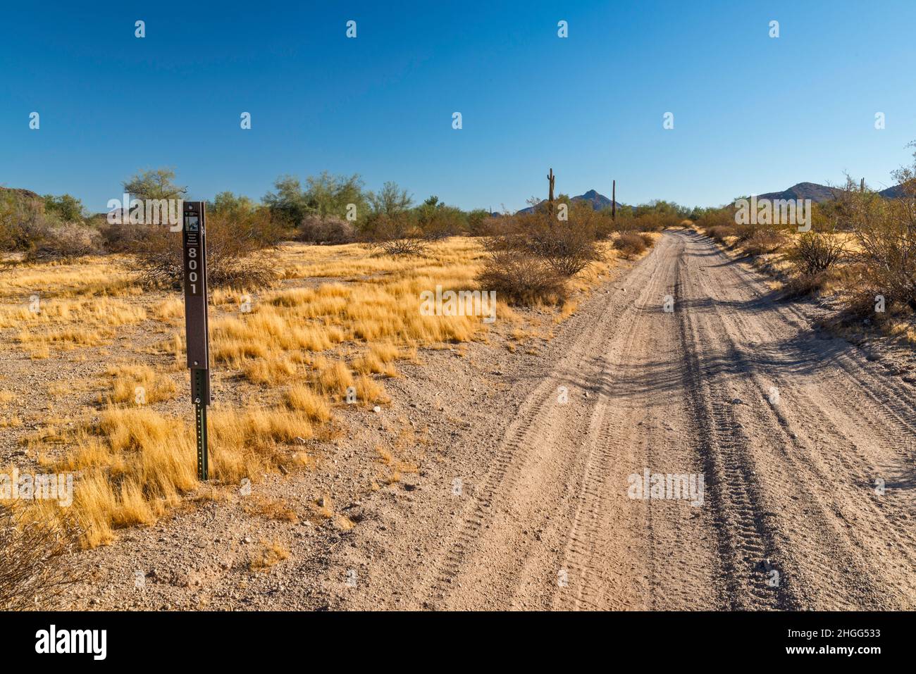 Margies Cove Road (8001 Road), Maricopa Mountains, Sonoran Desert National Monument, Arizona, États-Unis Banque D'Images