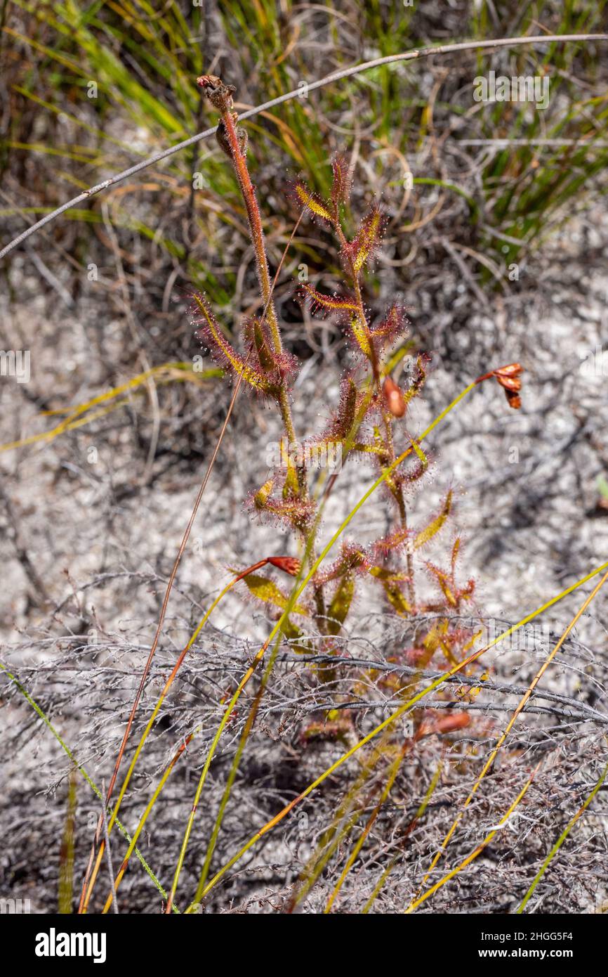 Deux plantes de Drosera cistiflora dans le Kogelberg près de Kleinmond dans le Cap occidental de l'Afrique du Sud Banque D'Images