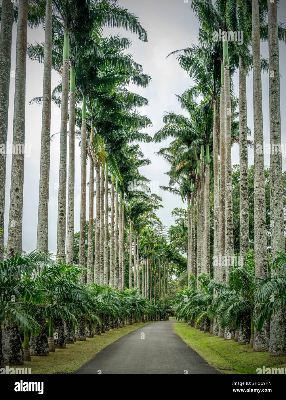 Jardins botaniques royaux de Kandy Peradeniya au Sri Lanka Banque D'Images