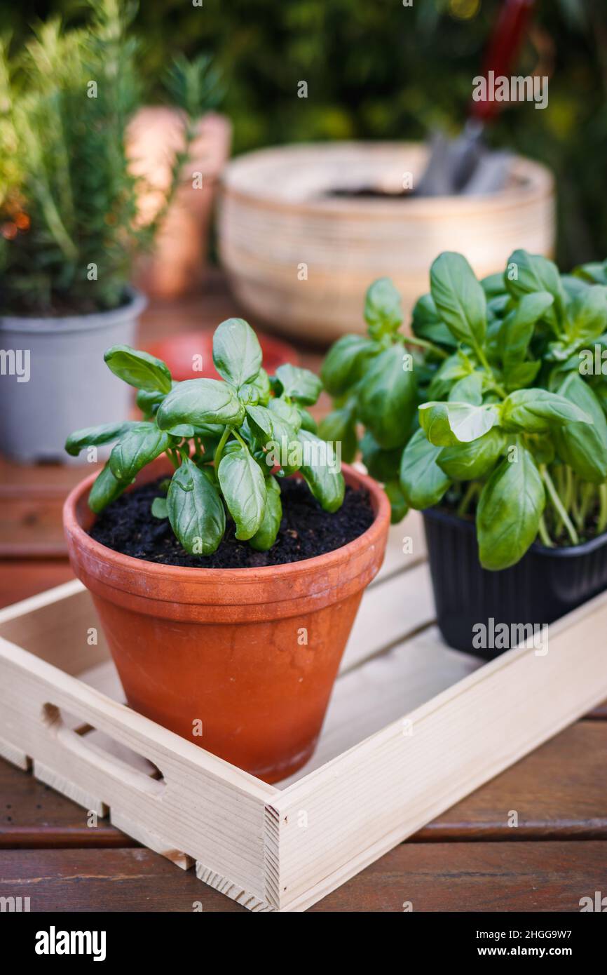 Herbes plantées au basilic dans des pots sur une table en bois.Plantation et jardinage au printemps.Plante en pot Banque D'Images