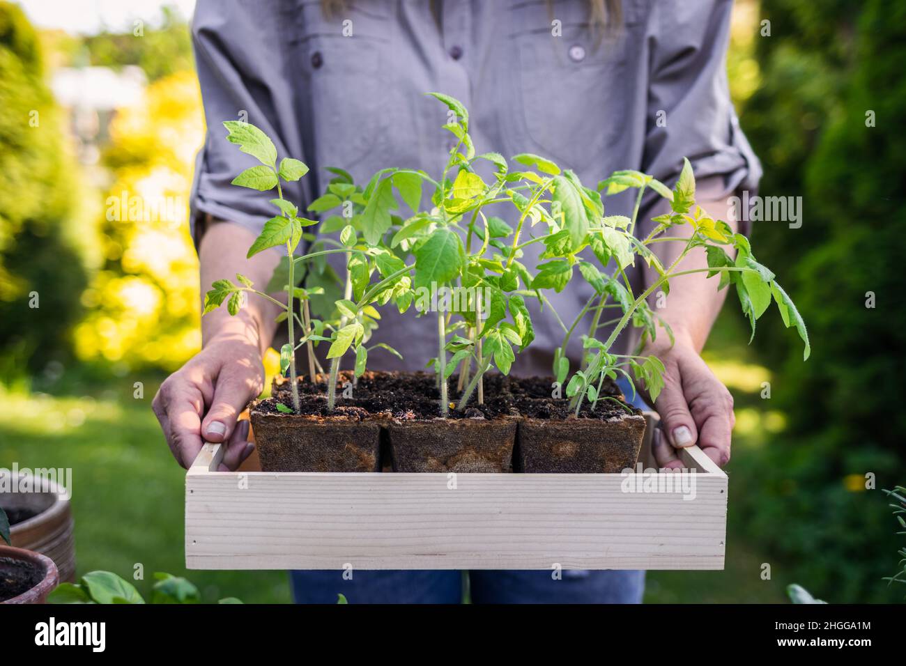 Femme jardinière tenant le semis de tomate dans une caisse prête pour la plantation dans un jardin biologique.Plantation et jardinage au printemps Banque D'Images
