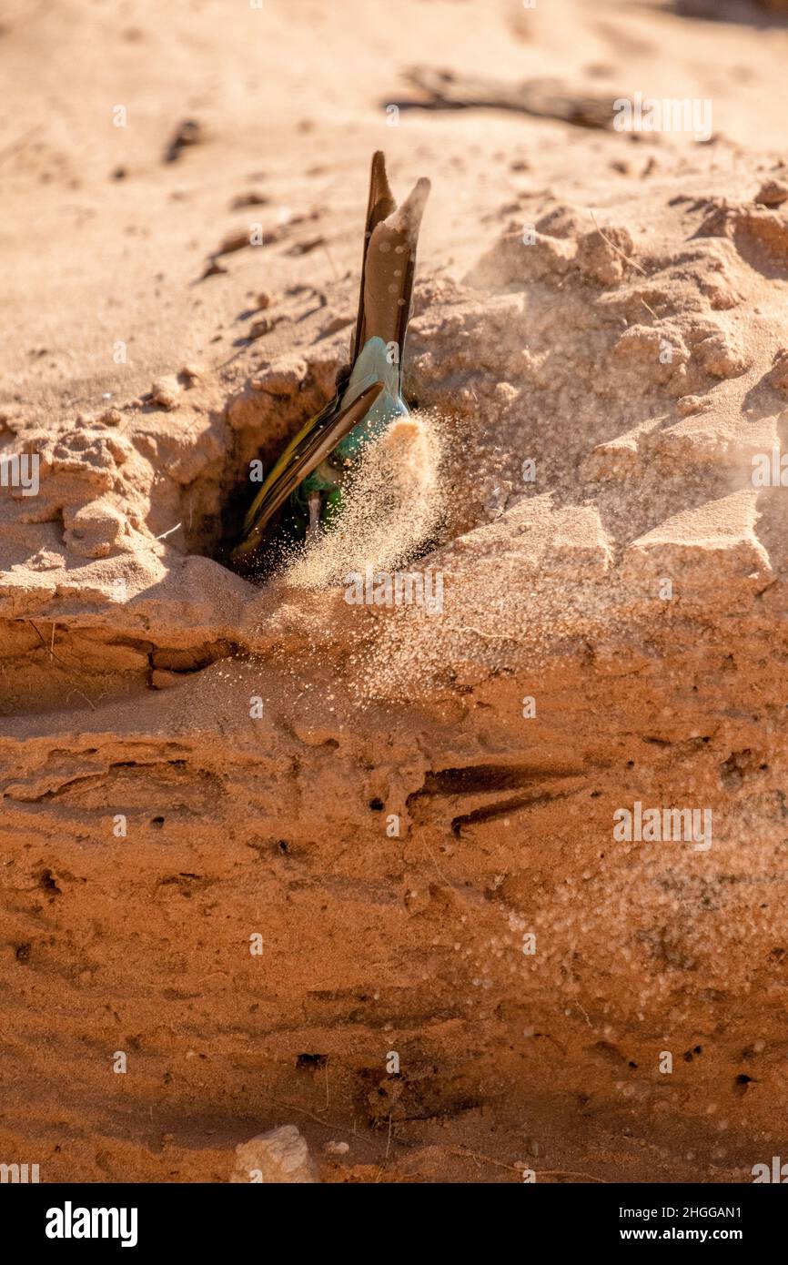 Mangeante-mangoule apicole mordant le nid dans le Kgalagadi Banque D'Images