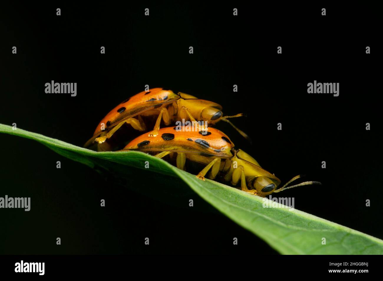 Paire de coléoptères de la tortue dorée, Charidotella sexpunctata, Satara, Maharashtra, Inde Banque D'Images