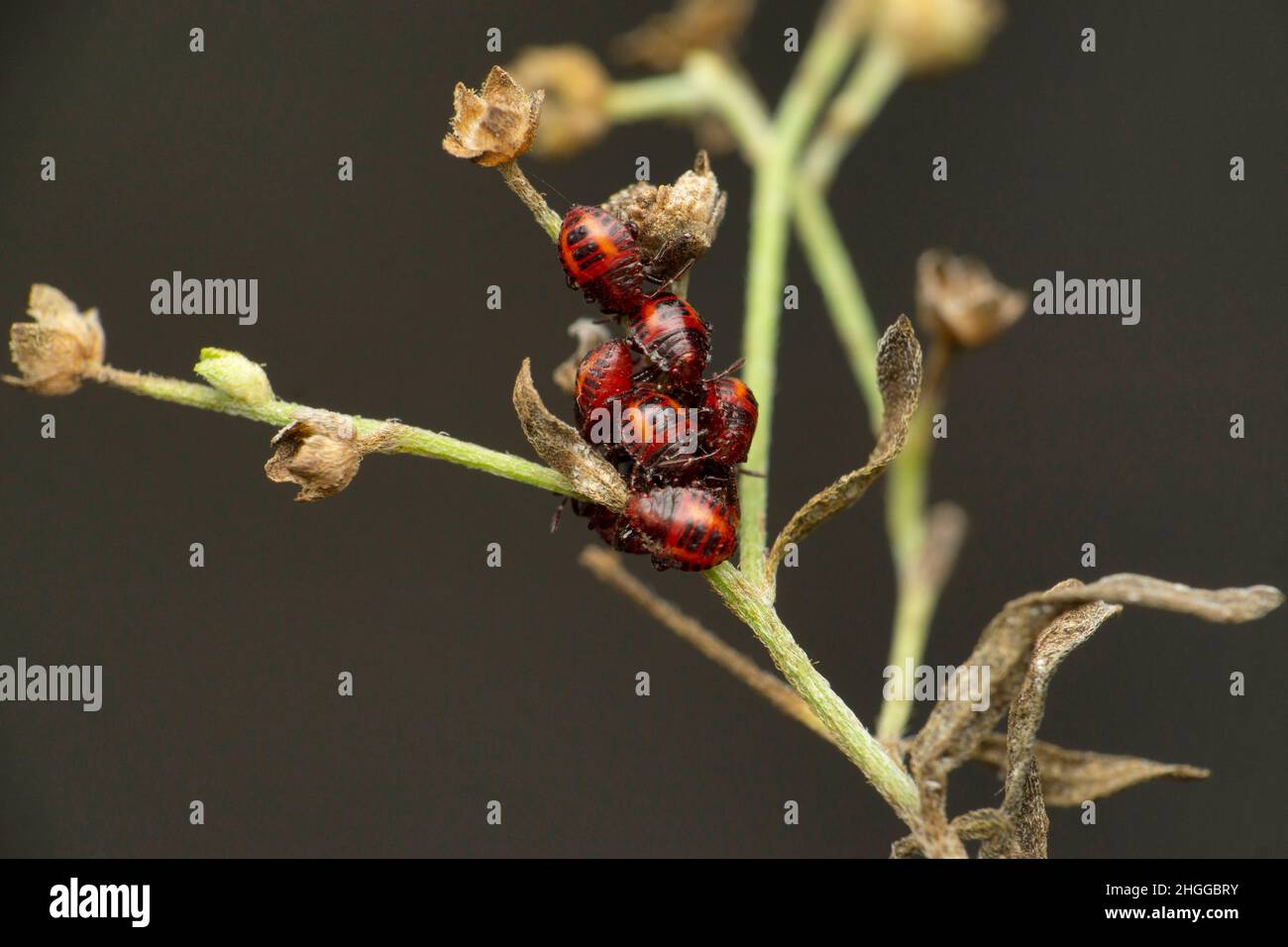 Punaise de coloration de coton, Pyrrhocoris apterus, Satara, Maharashtra, Inde Banque D'Images