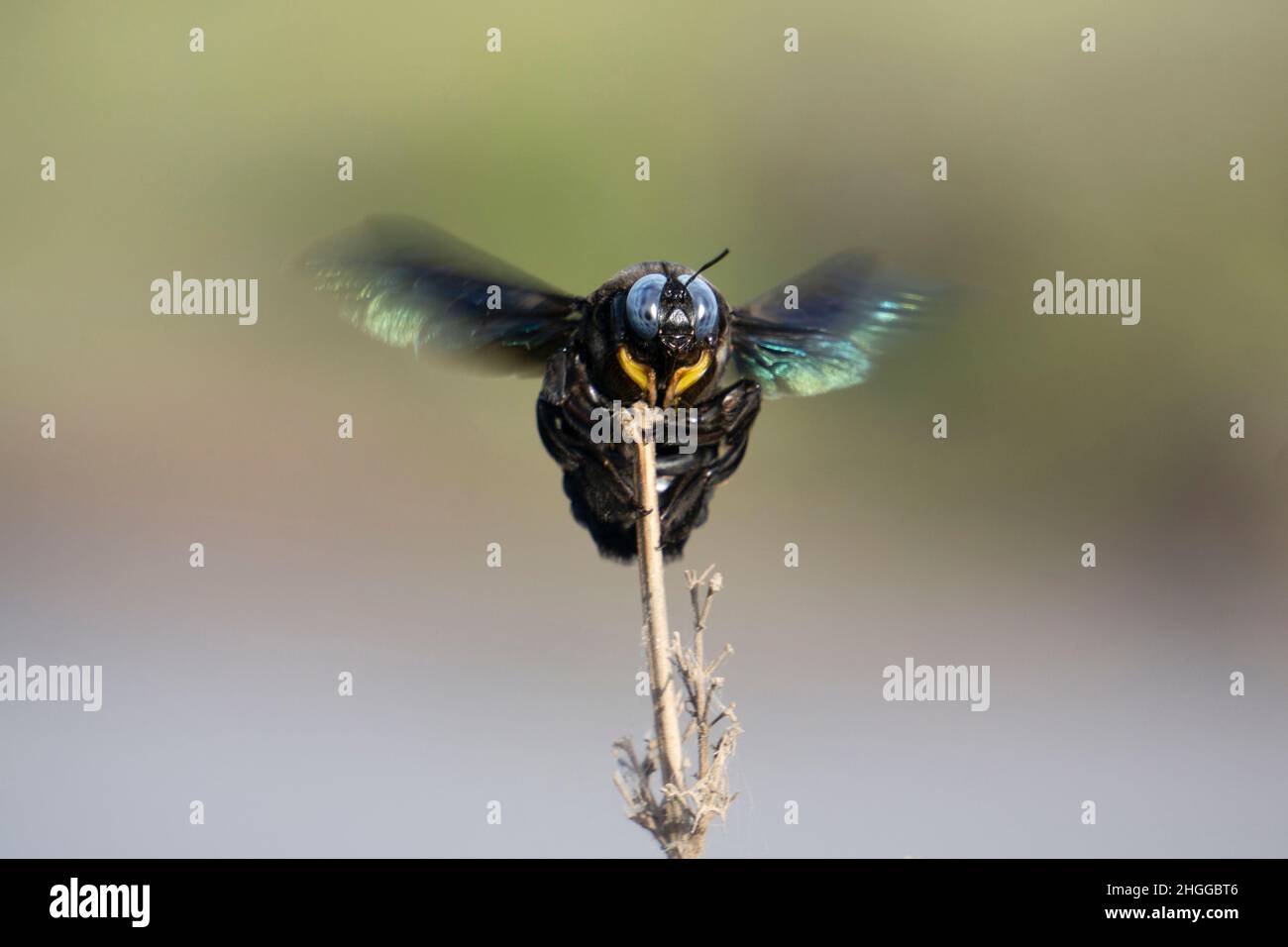 Carpenter Bee, Xylocopa latipes, Satara, Maharashtra, Inde Banque D'Images