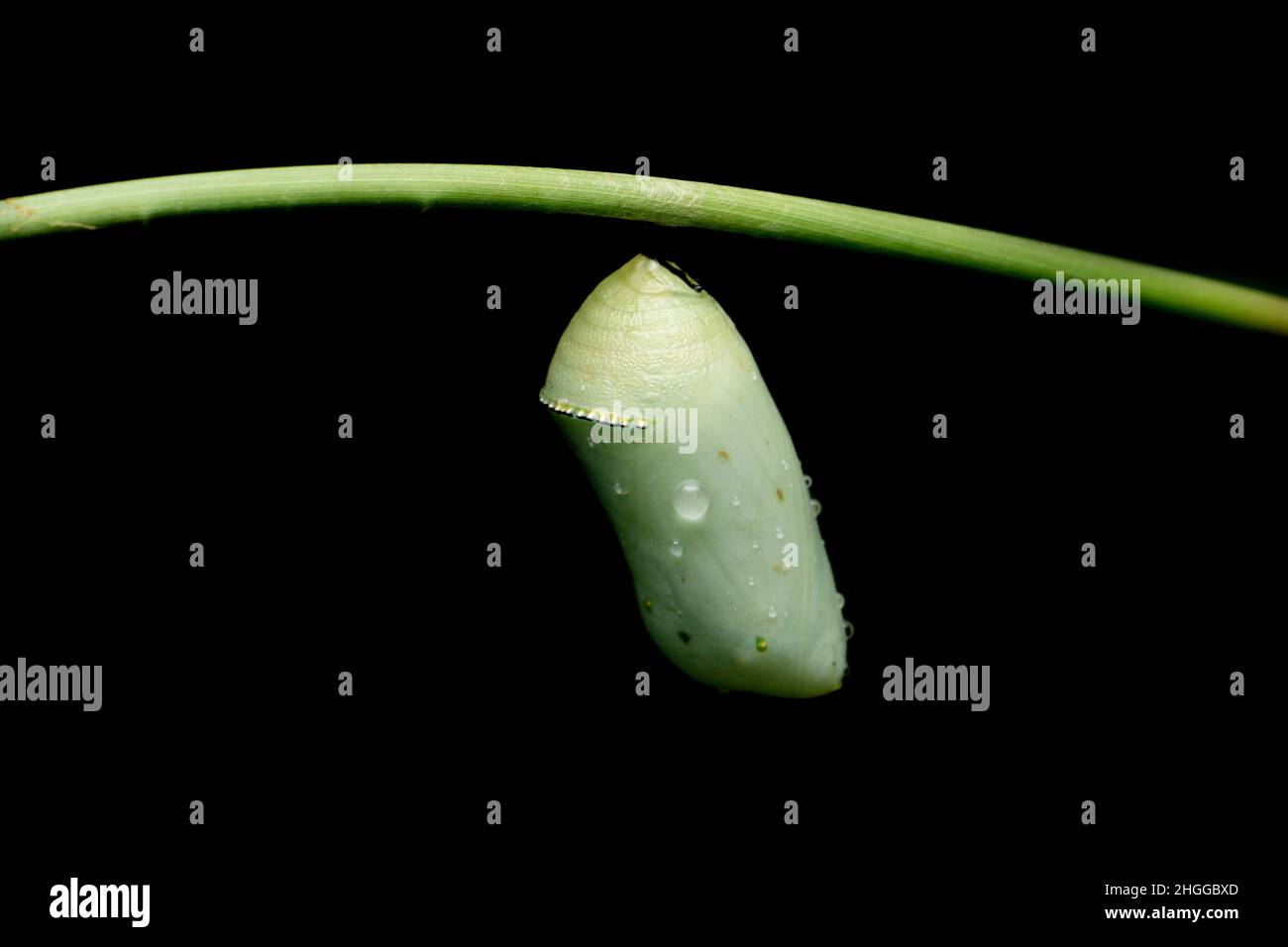 Pupa de papillon tigre, Satara, Maharashtra, Inde Banque D'Images