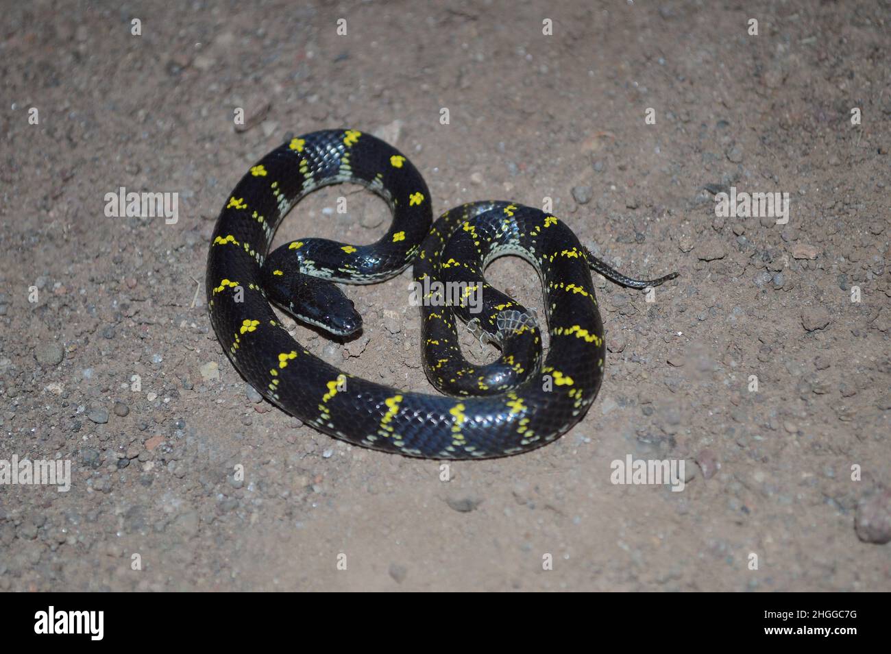 Serpent à loup tacheté jaune, Lycodon flavomaculatus endémique aux ghats occidentaux, Satara, Maharashtra, Inde Banque D'Images