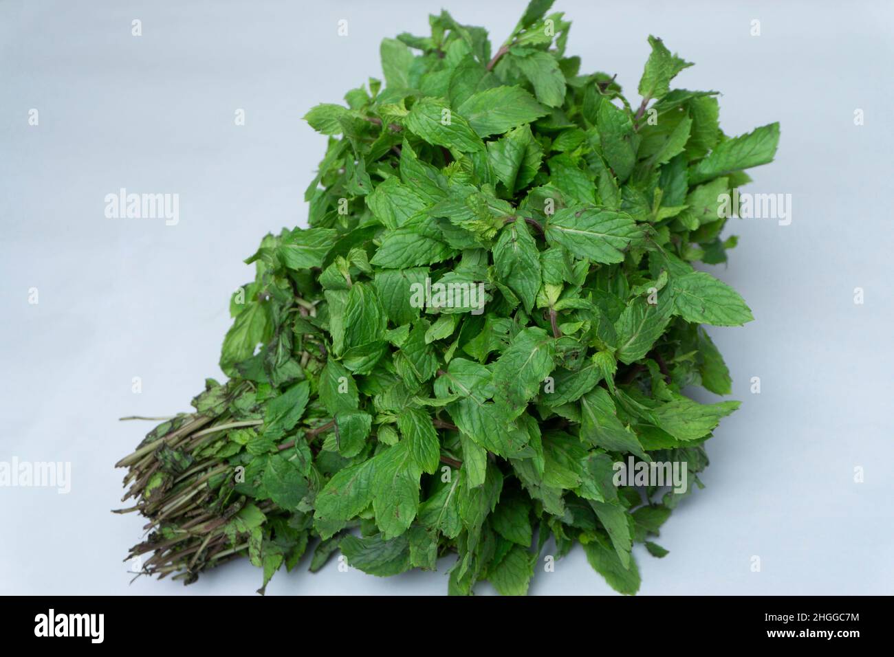 Pudina ou menthe poivrée, Mentha piperita,.Satara, Maharashtra, Inde Banque D'Images