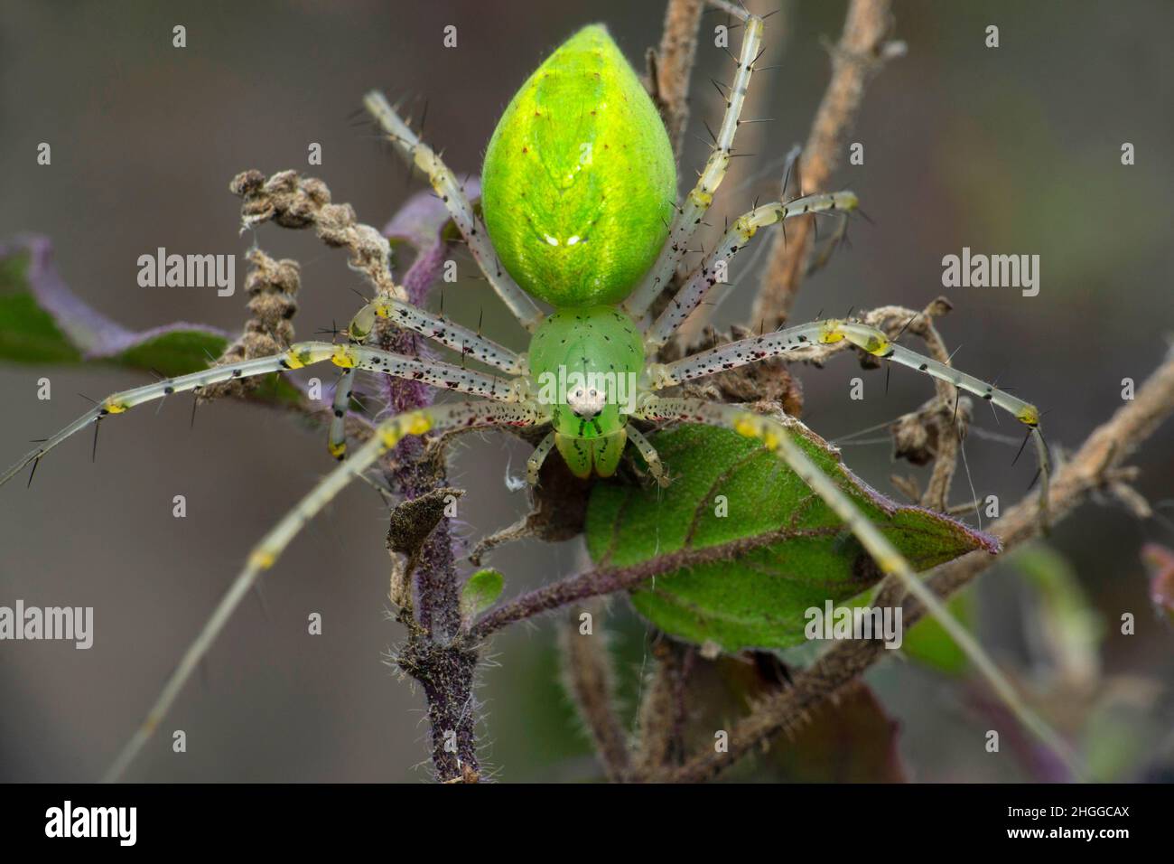 Araignée de lynx verte, espèce oxyops, Satara, Maharashtra, Inde Banque D'Images