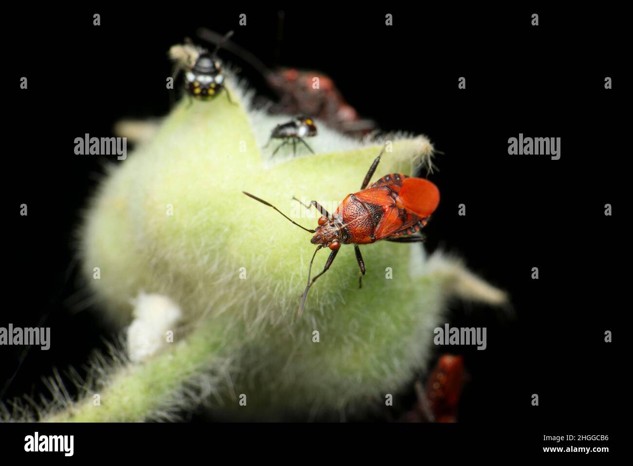 Espèce de punaise rouge, Satara, Maharashtra, Inde Banque D'Images