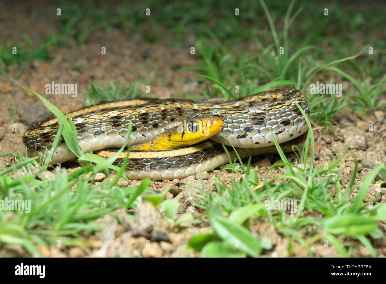 Epais à dos rayé, Amphiesma stolatum, Satara, Maharashtra, Inde Banque D'Images