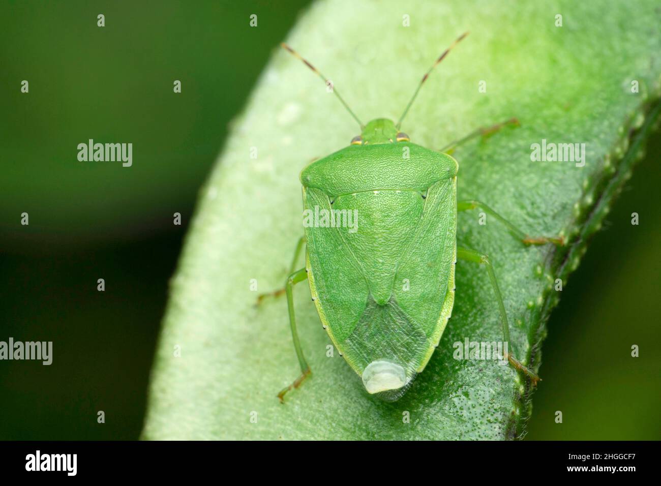 Punaise verte ou punaise verte, Chinavia hilaris, Satara, Maharashtra, Inde Banque D'Images