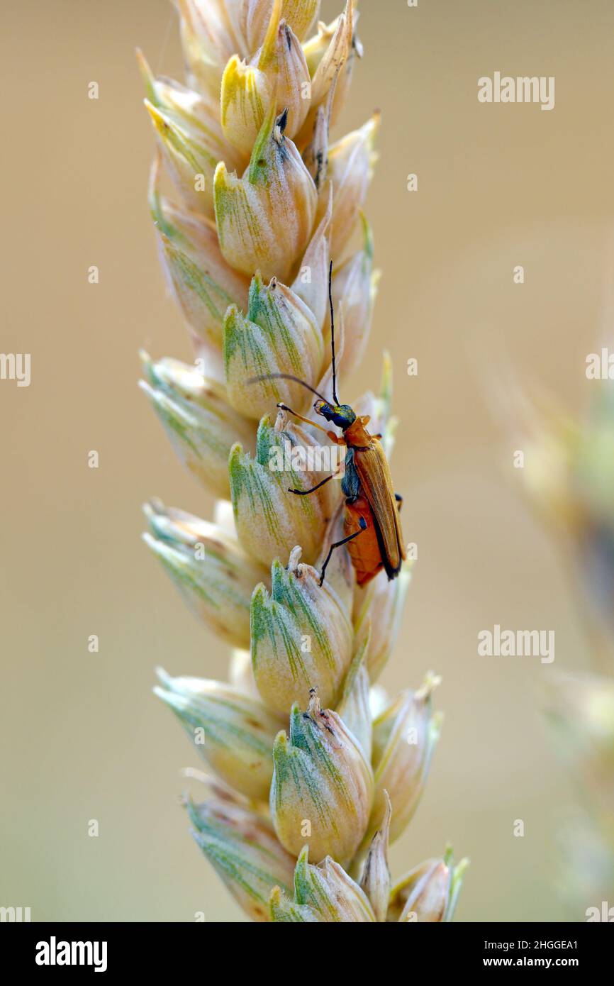 Coléoptères de la famille des Oedemeridae communément appelés coléoptères faux blister sur les tiges de blé. Banque D'Images