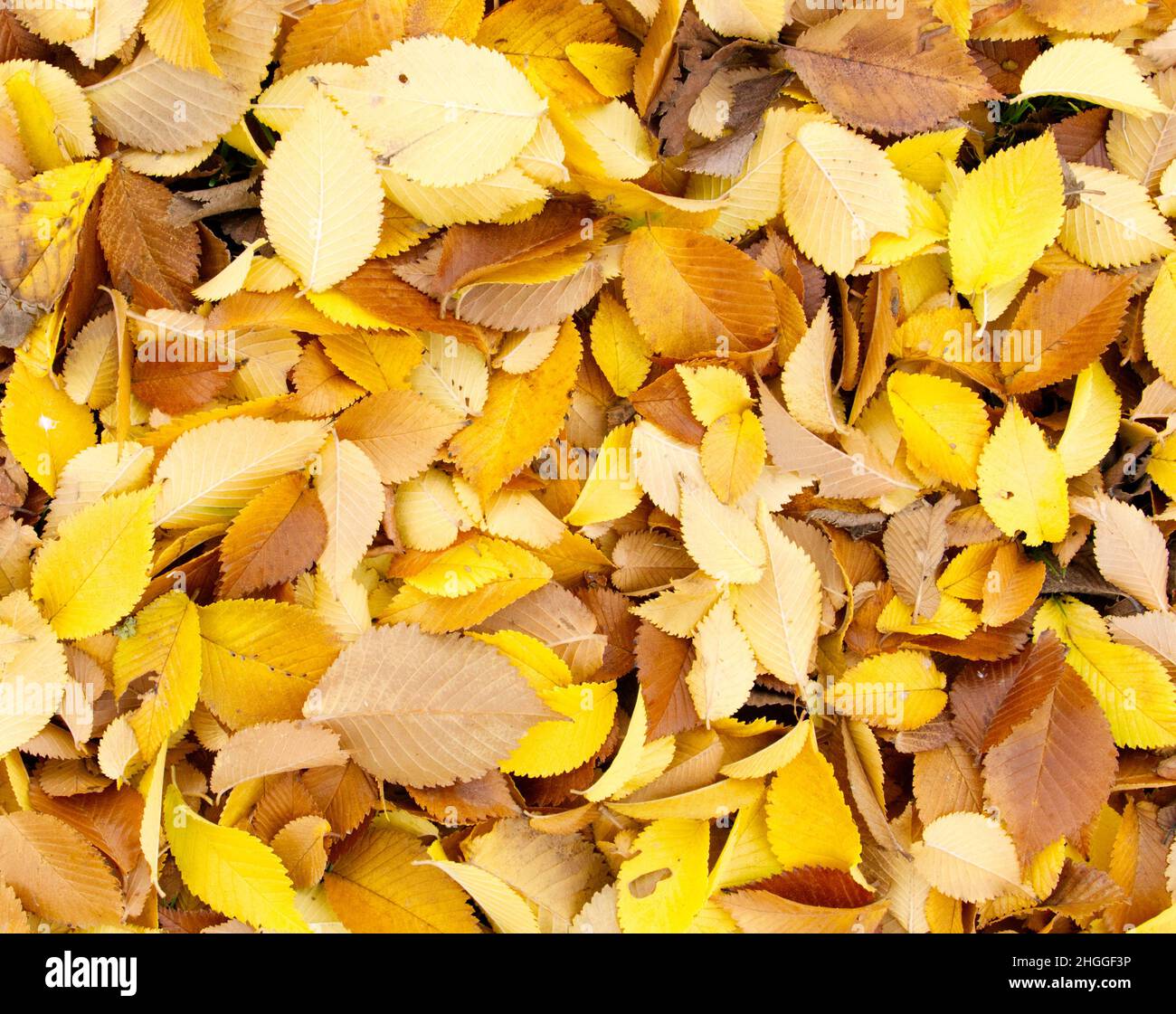 Une épaisse couche de feuilles d'automne tombées sur le sol.Jaune, or et marron. Banque D'Images