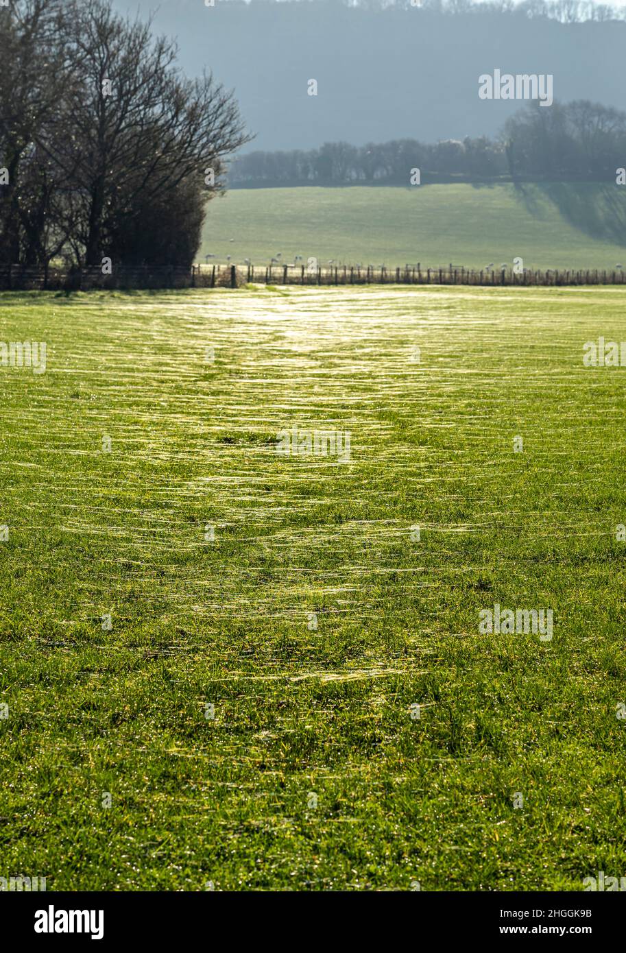Des toiles d'araignée traversent l'herbe dans un champ de rosée sous le soleil du matin Banque D'Images