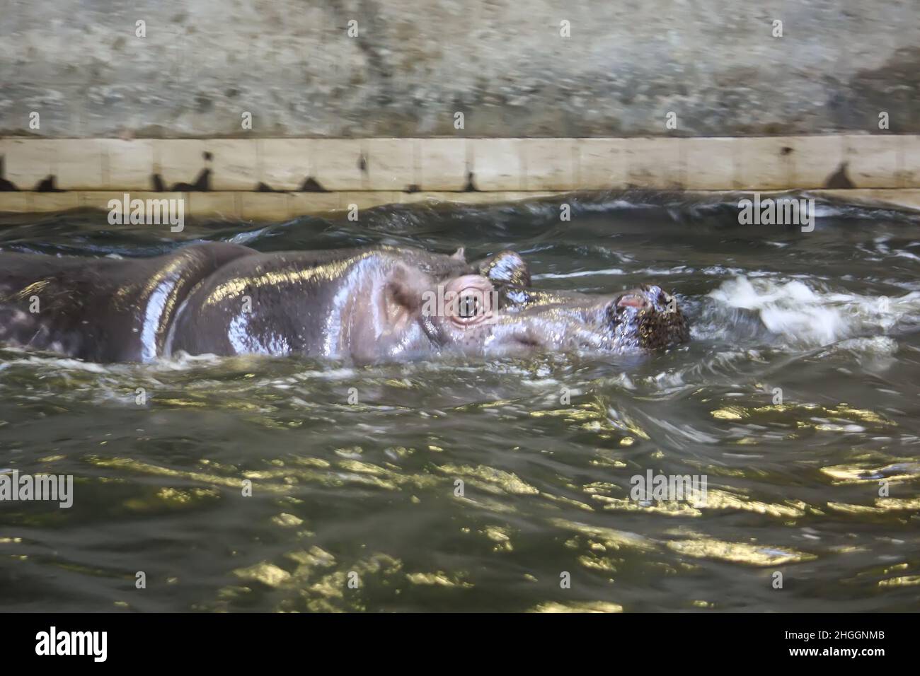 Deux hippopotames de combat dans l'eau.Hippopotame amphibius animal sauvage vivant en Afrique du Sud. Banque D'Images