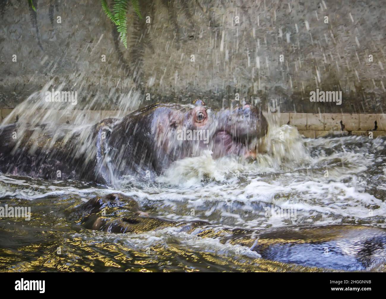 Deux hippopotames de combat dans l'eau.Hippopotame amphibius animal sauvage vivant en Afrique du Sud. Banque D'Images