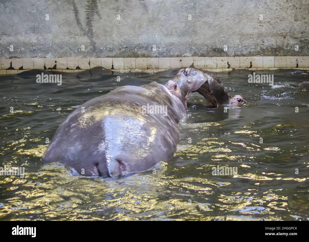 Combattre l'hippopotame dans l'eau.Hippopotame amphibius animal sauvage vivant en Afrique du Sud. Banque D'Images