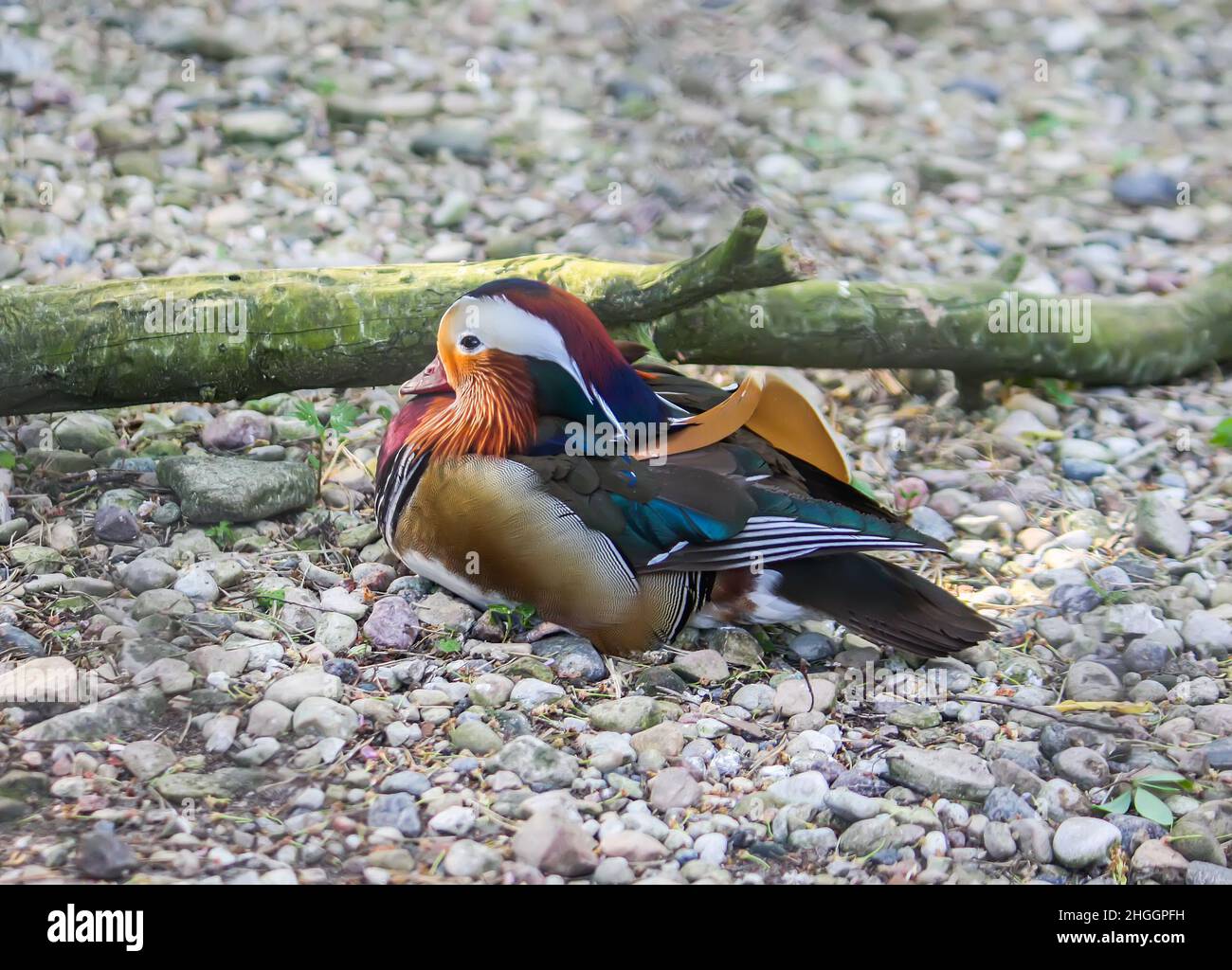 Un canard mandarin au sol.AIX galericulata oiseau sauvage. Banque D'Images