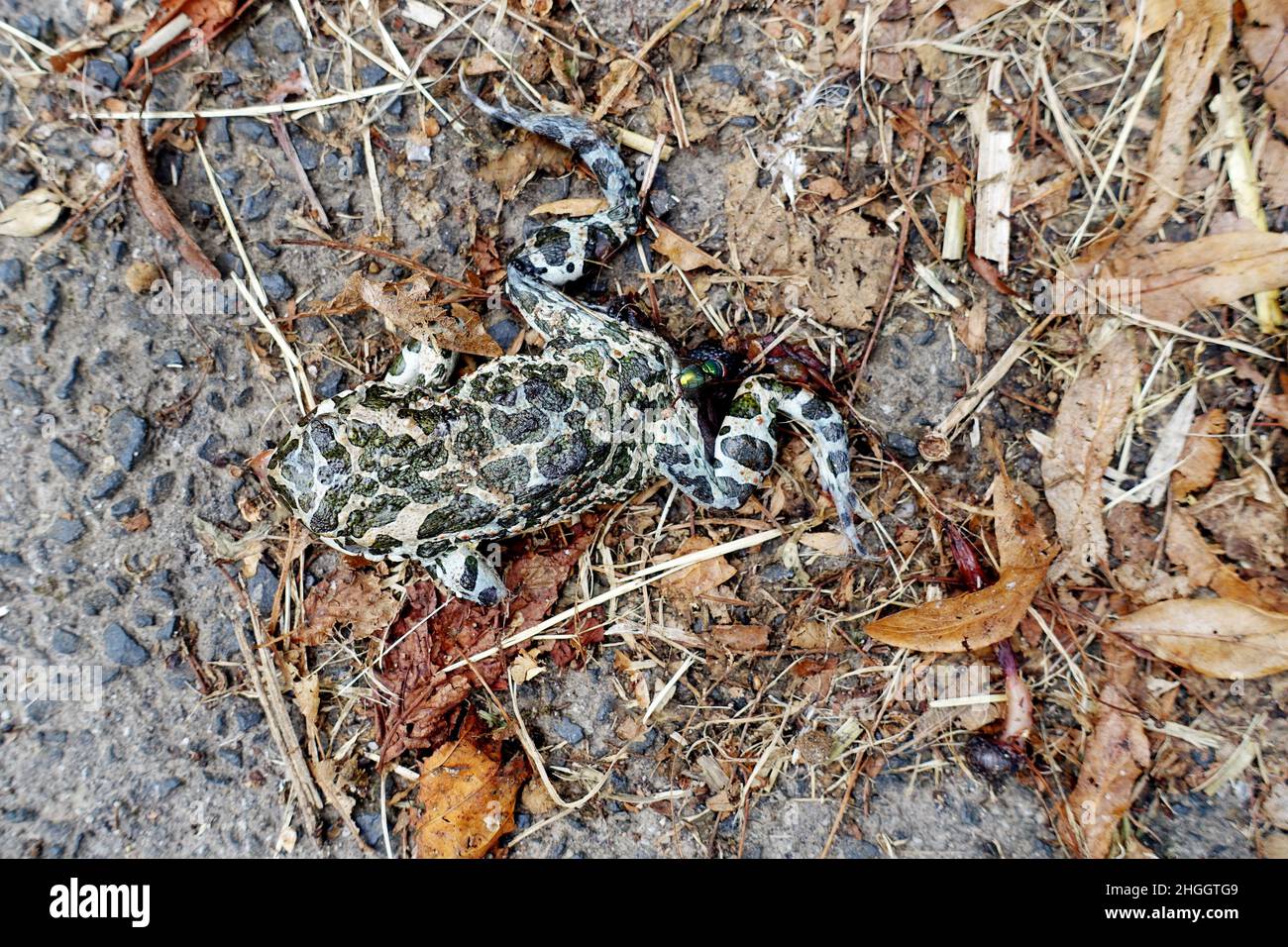 Crapaud verte, crapaud Variegated (Bufo viridis), crapaud vert mort sur le côté de la route avec beaucoup d'oeufs de mouche, Allemagne, Rhénanie-du-Nord-Westphalie Banque D'Images