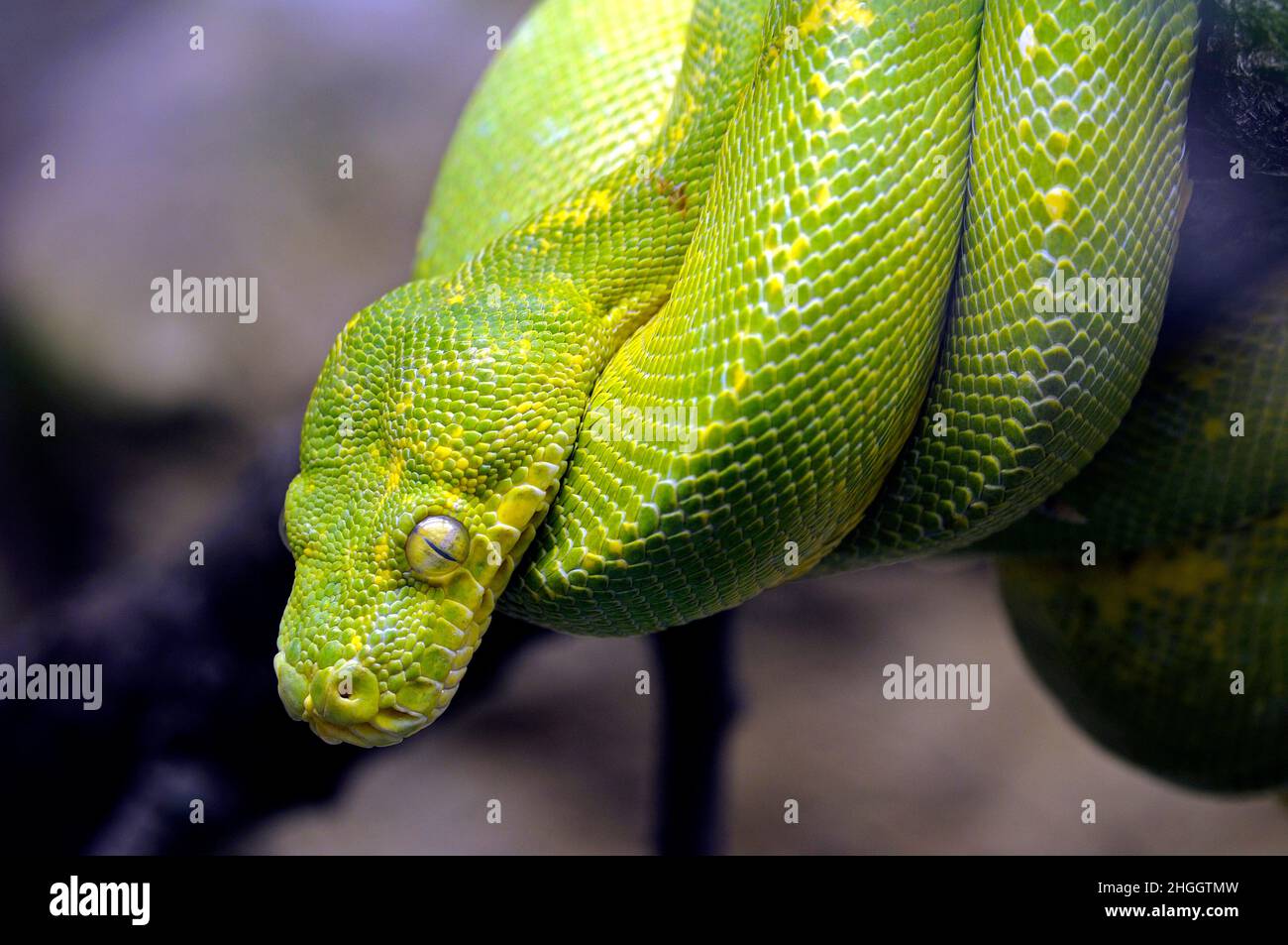 Green Tree Python (Chondropython viridis, Morelia viridis), couché sur une branche enroulée Banque D'Images