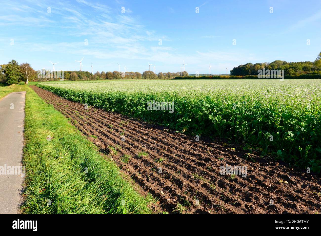 radis de jardin, replat chinois, radis fourragers (Raphanus sativus var.. Oleiformis, Raphanus sativus ssp. oleiformis), champ avec radis de jardin, Banque D'Images