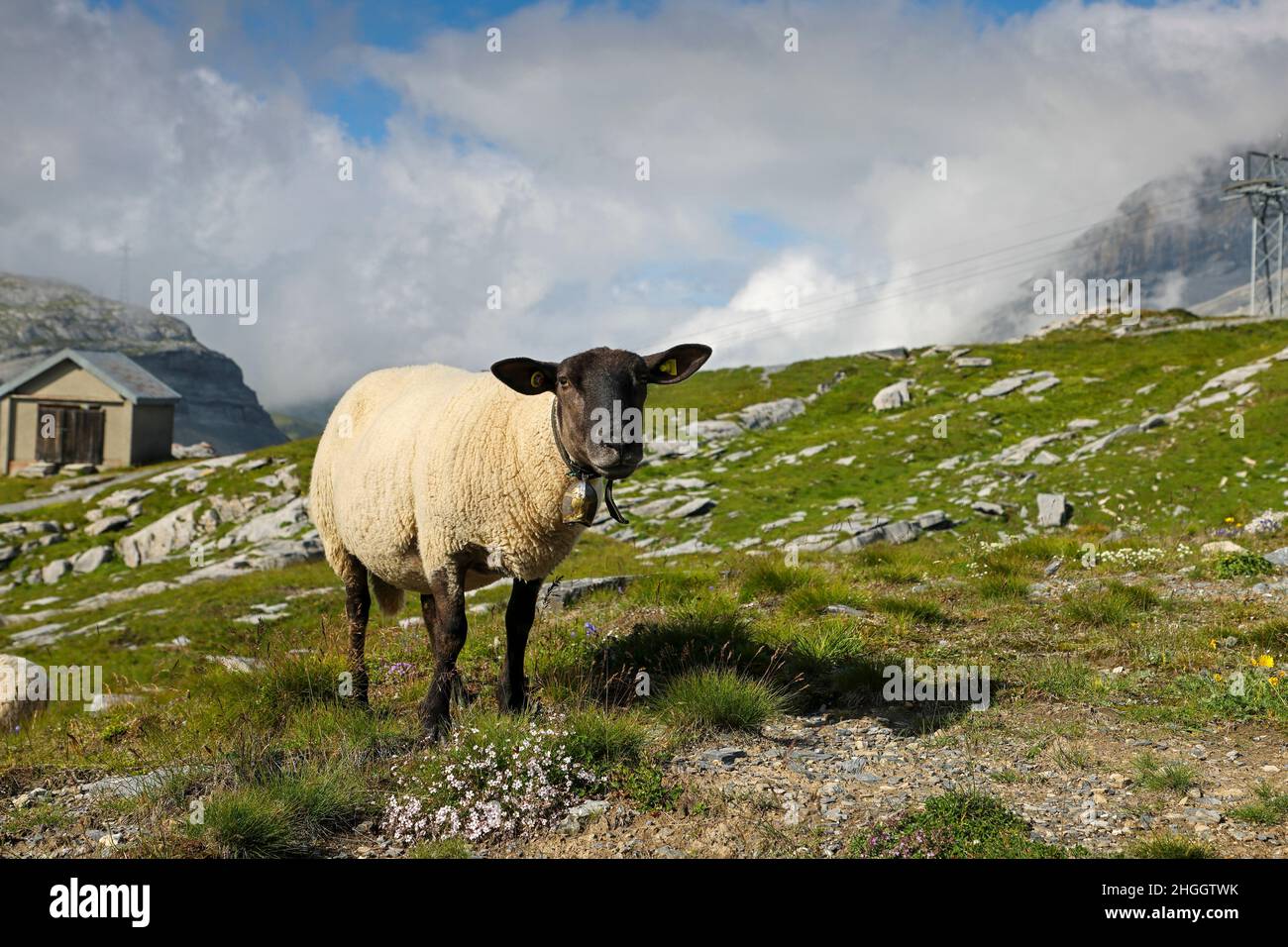 Moutons domestiques (Ovis ammon F. aries), pâturage au col Gemmi à 2350 m d'altitude, Suisse, Valais, Leukerbad Banque D'Images