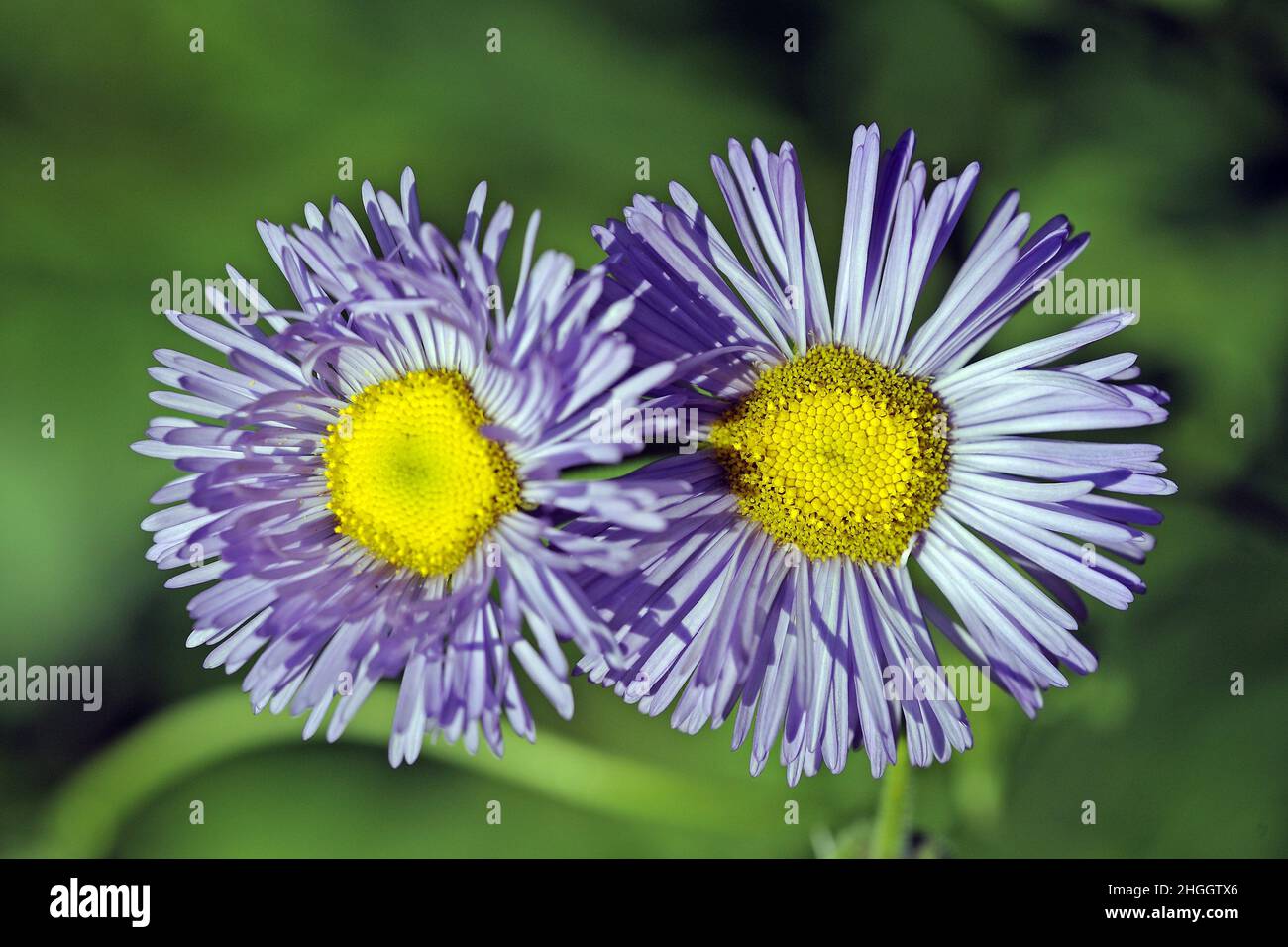 Fleur lisse (Erigeron glabellus), deux têtes de fleurs Banque D'Images