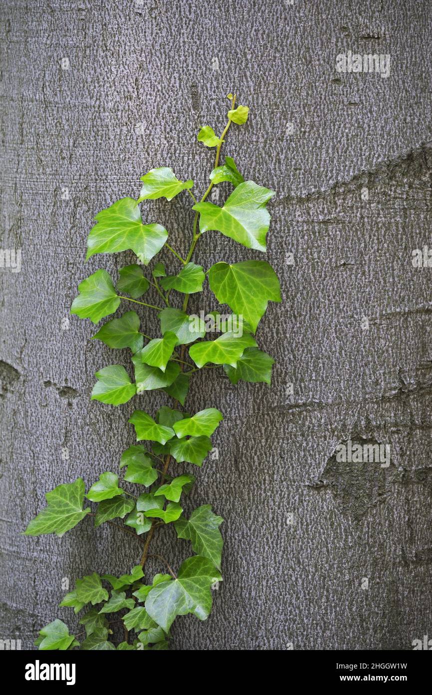 Ivy anglais, ivy commun (Hedera Helix), escalade d'un tronc de hêtre, Allemagne Banque D'Images