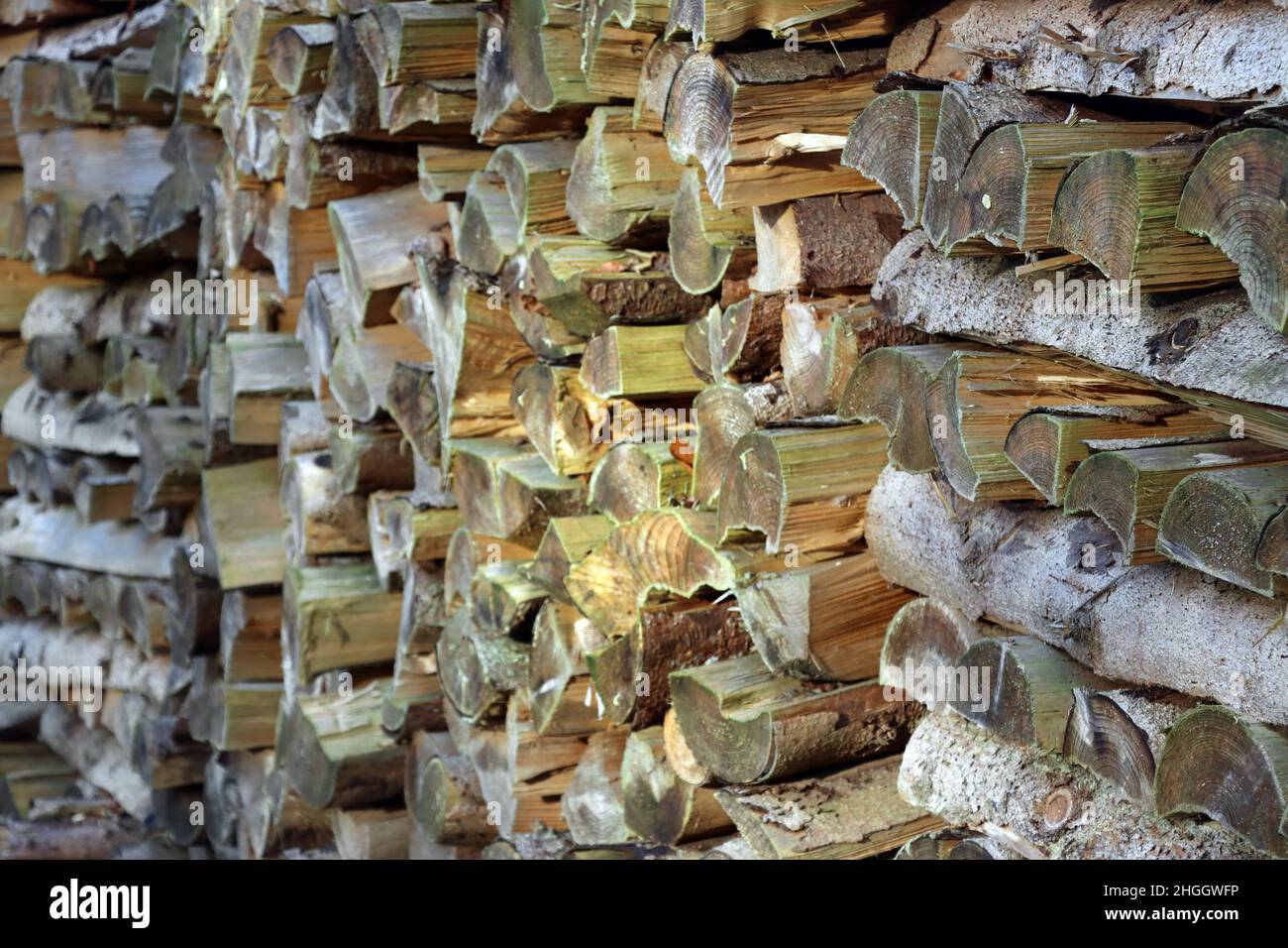 Pile de bois de chauffage en forêt, Allemagne, Rhénanie-du-Nord-Westphalie Banque D'Images