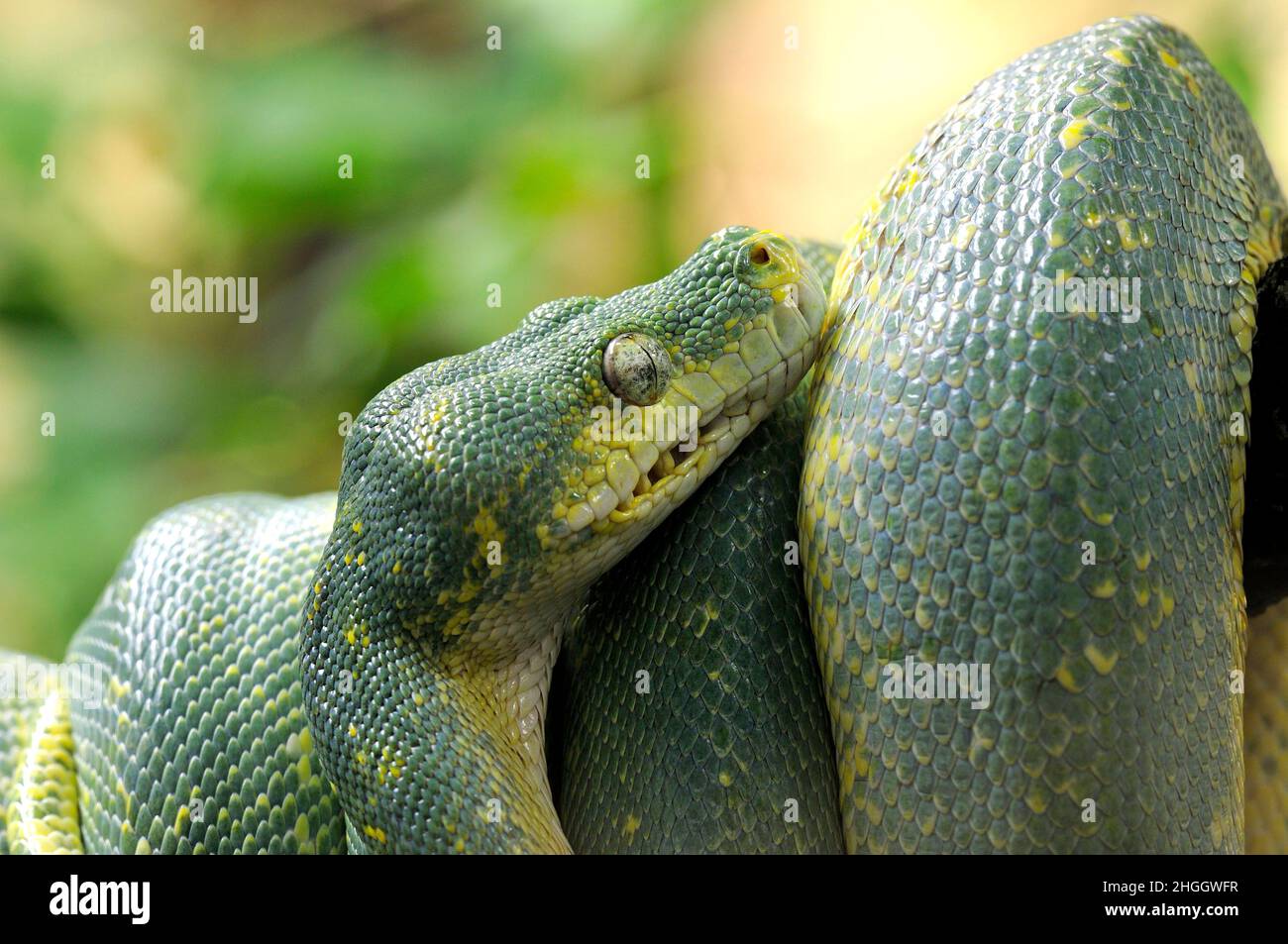 Green Tree Python (Chondropython viridis, Morelia viridis), roulé, portrait Banque D'Images