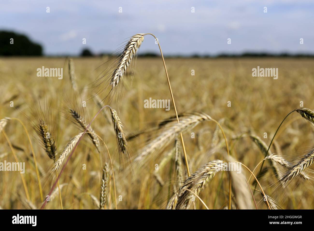 Seigle cultivé (Secale cereale), oreilles prêtes à la récolte, Allemagne Banque D'Images