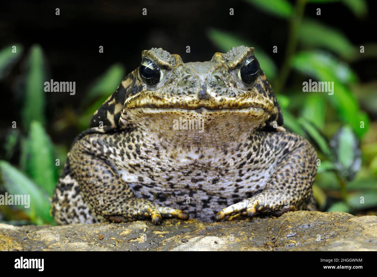 La grenouille cornue d'argentine, pacman, frog, nightcrawler nuit crawler, orné ornementé et crapaud cornu, escuerzo (Ceratophrys ornata), portrait Banque D'Images
