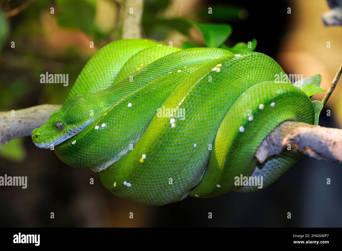 Green Tree Python (Chondropython viridis, Morelia viridis), couché enroulé sur une branche Banque D'Images