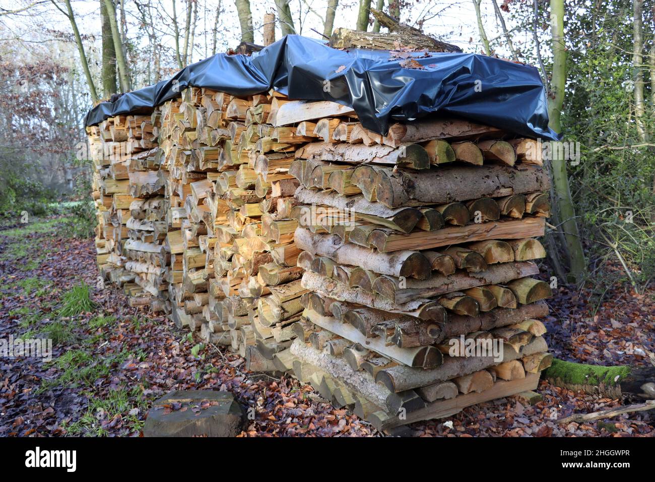 Pile de bois de chauffage en forêt, Allemagne, Rhénanie-du-Nord-Westphalie Banque D'Images