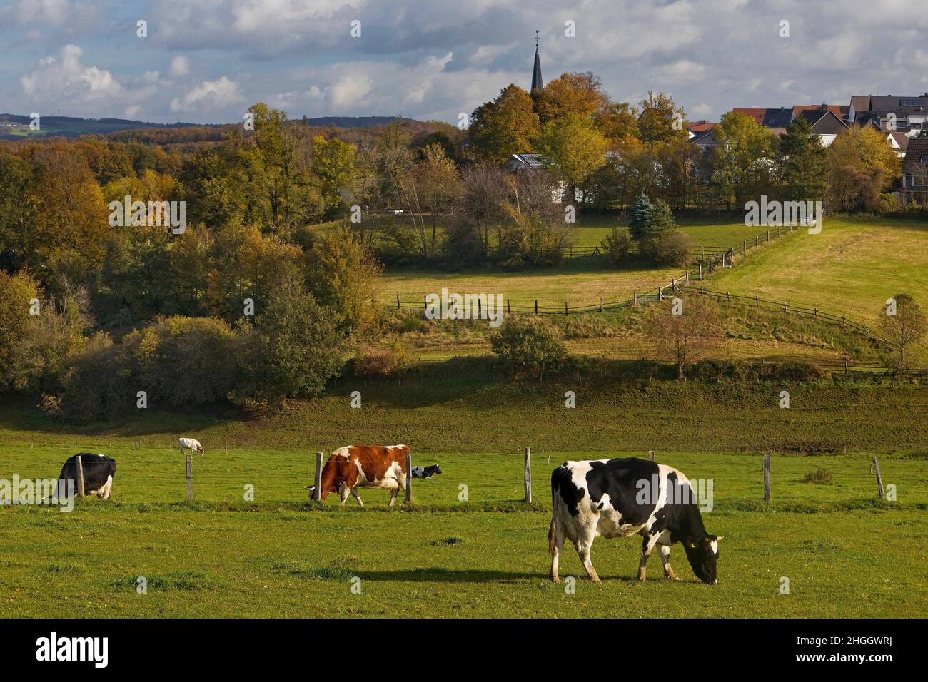 Bovins domestiques (Bos primigenius F. taurus), vaches en pâturage et vue sur Huelscheid, Allemagne, Rhénanie-du-Nord-Westphalie, pays aigre, Schalksmuehle Banque D'Images