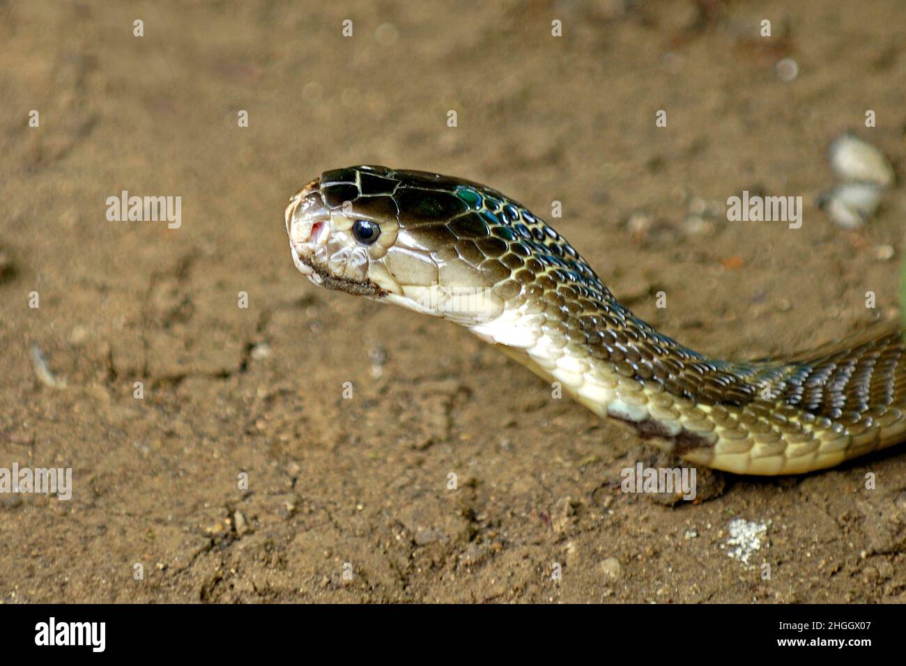 Cobra à cracher indochois, Cobra siamois (Naja siamensis), portrait, Thaïlande, Parc national Khao Yai Banque D'Images