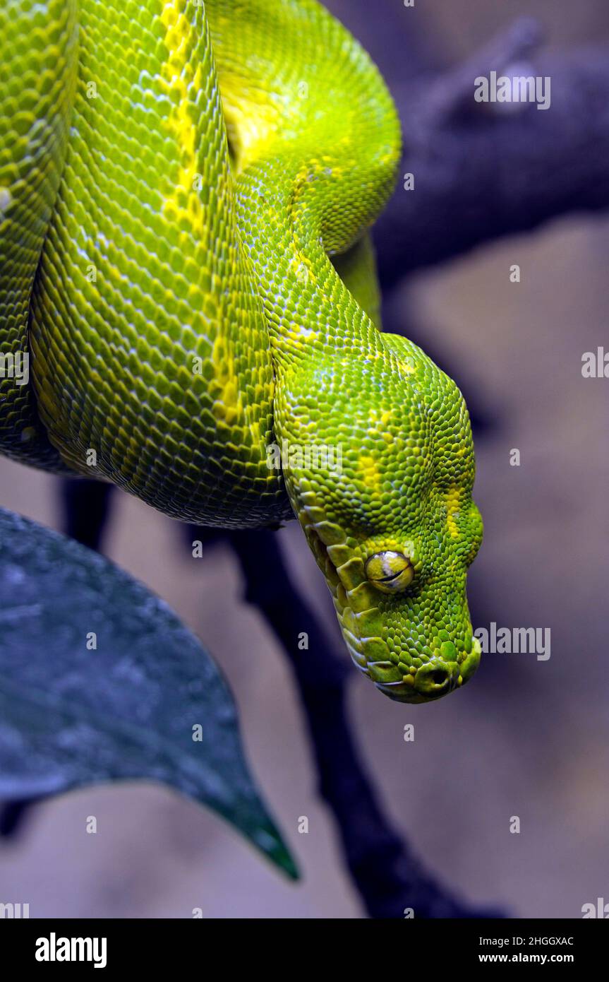 Green Tree Python (Chondropython viridis, Morelia viridis), portrait Banque D'Images