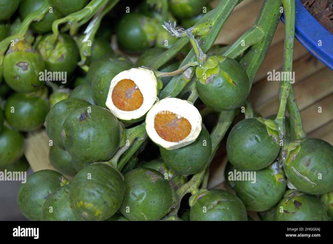 Palmier à bétel (Areca catechu), fruits, dont l'un a été divisé en deux, Thaïlande Banque D'Images