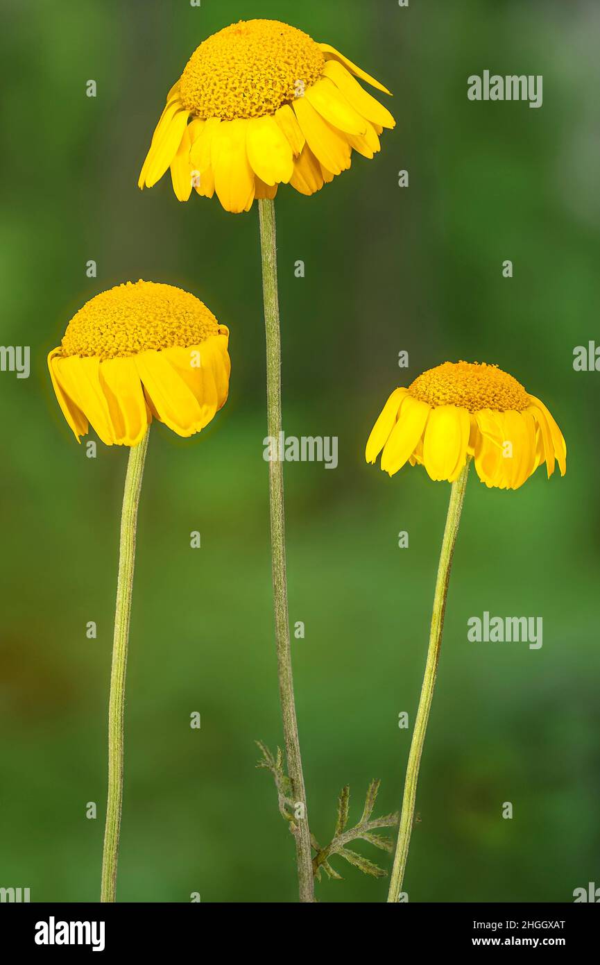 Camomille jaune, camomille de Dyer, Marguerite dorée, camomille Ox-Eye (Anthemis tinctoria), trois têtes de fleurs, Allemagne, Bavière Banque D'Images