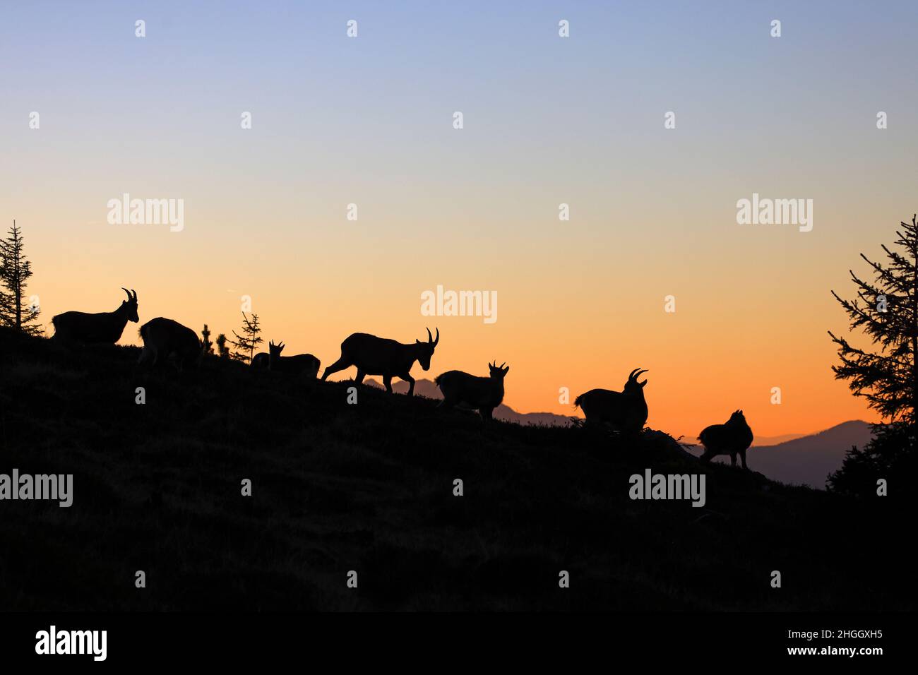 Ibex alpin (Capra ibex, Capra ibex ibex), ibex alpine femelle marchant avec des gosses sur une pente au coucher du soleil, silhouette, Suisse, Bernois Banque D'Images