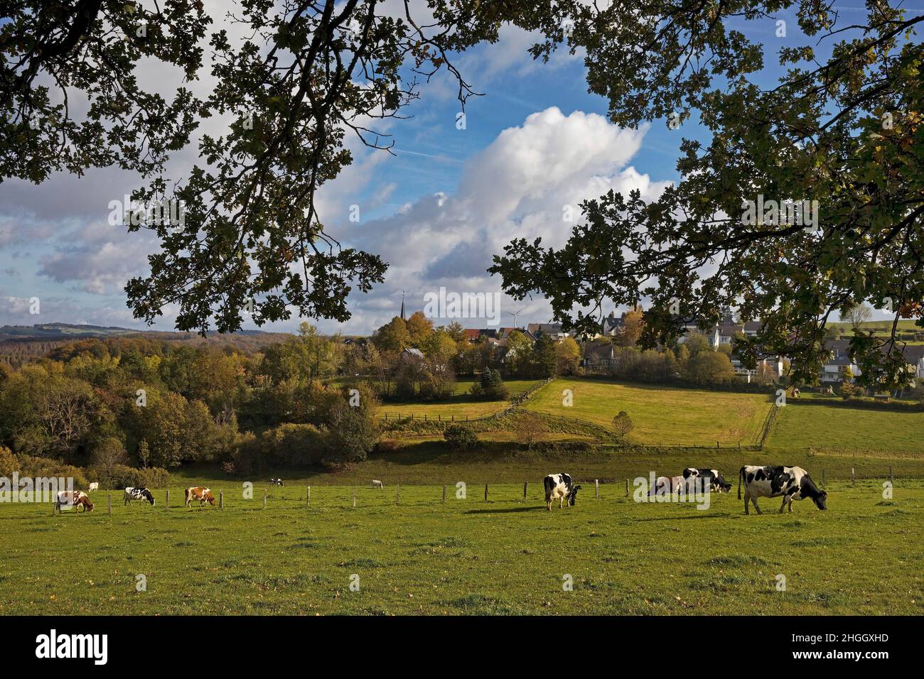 Bovins domestiques (Bos primigenius F. taurus), vaches en pâturage et vue sur Huelscheid, Allemagne, Rhénanie-du-Nord-Westphalie, pays aigre, Schalksmuehle Banque D'Images